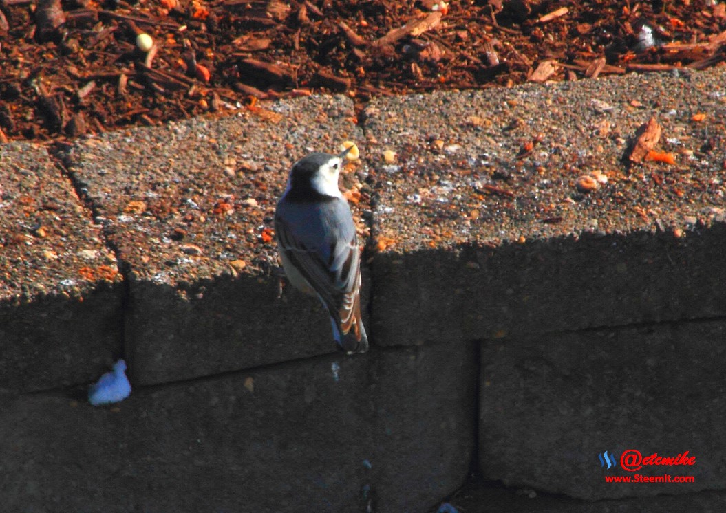 White-Breasted Nuthatch PFW02_0118.JPG