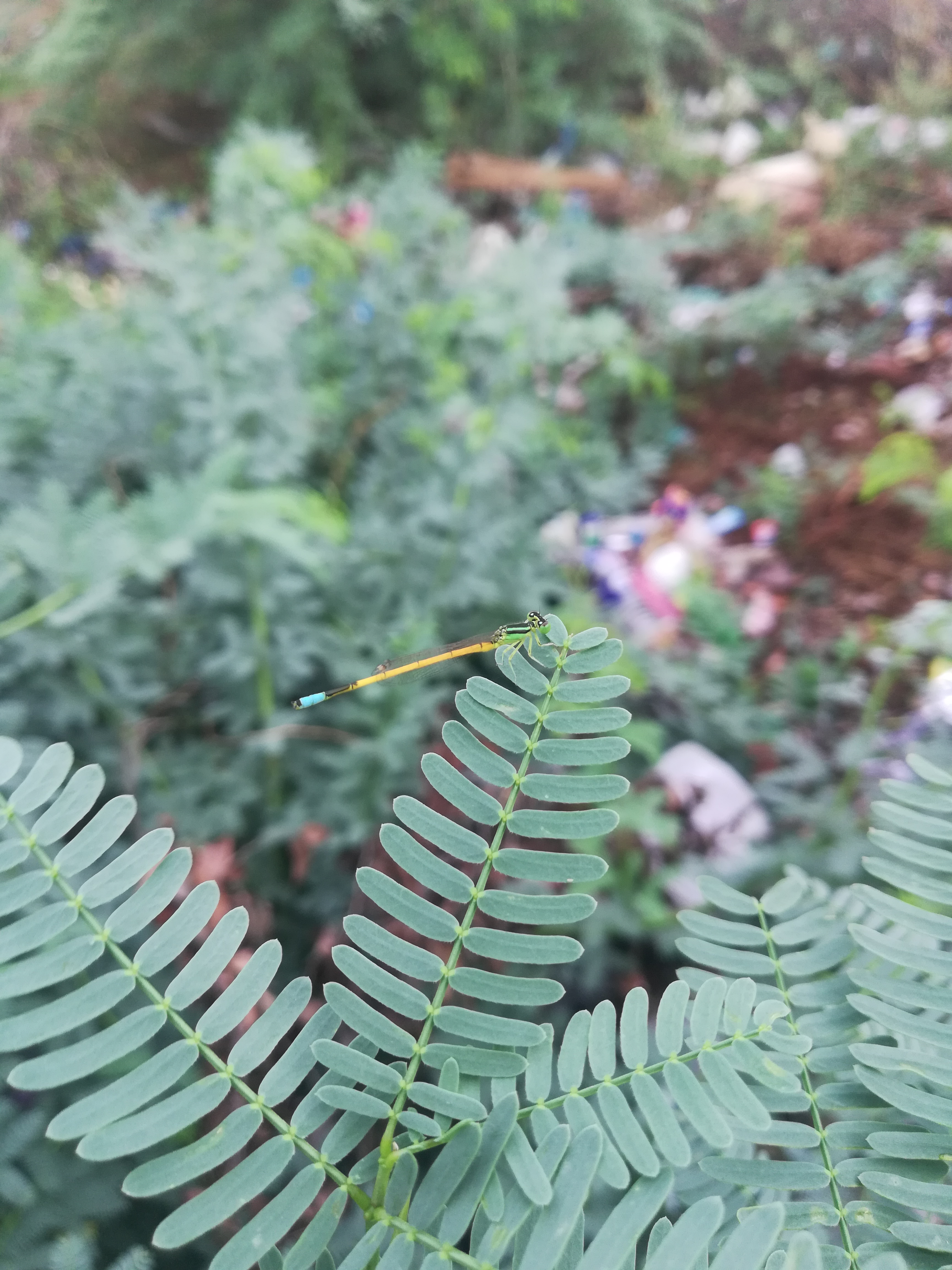 IMG_20181002_081814.jpg