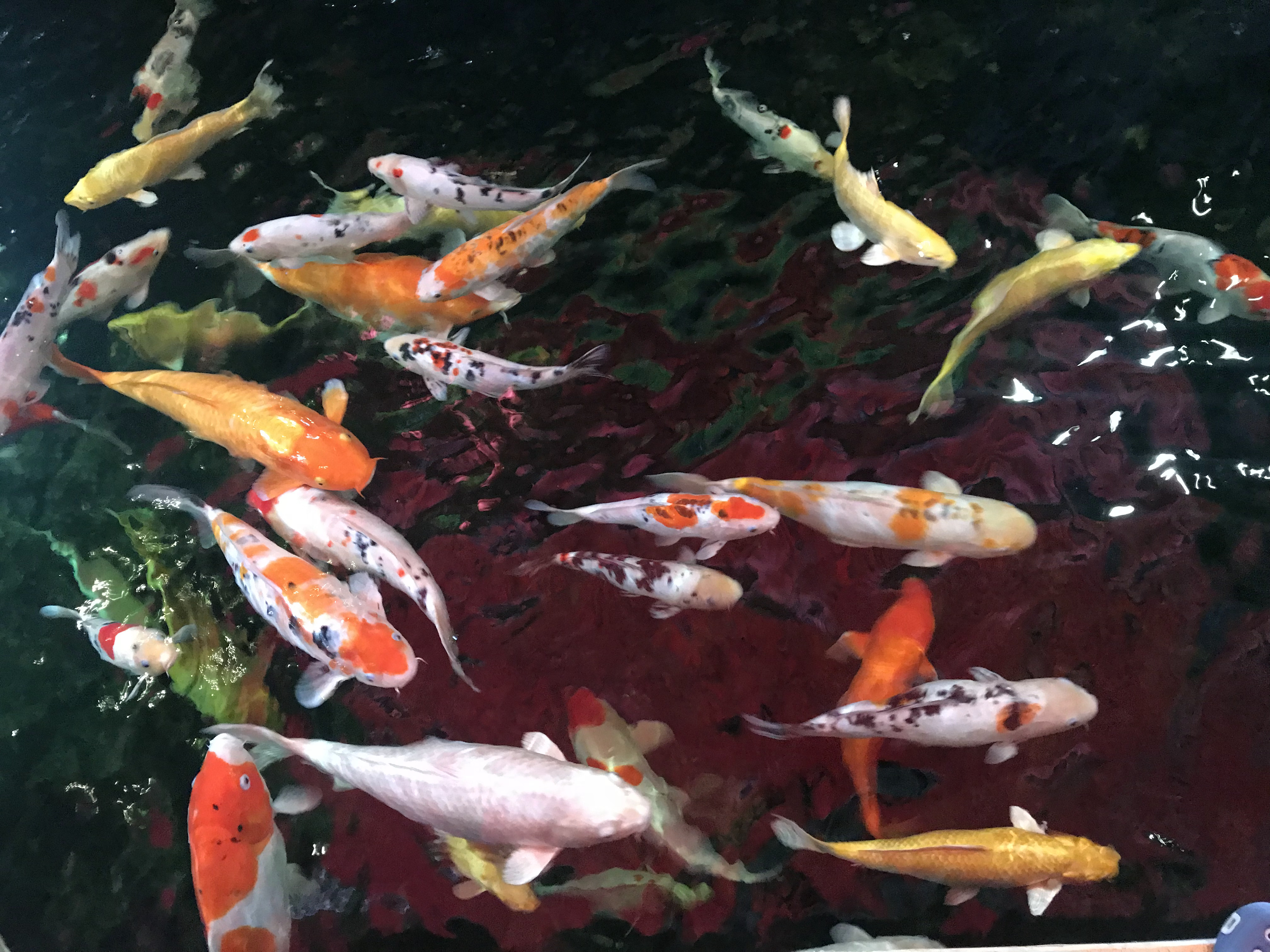 Koi Fish Age Expectancy