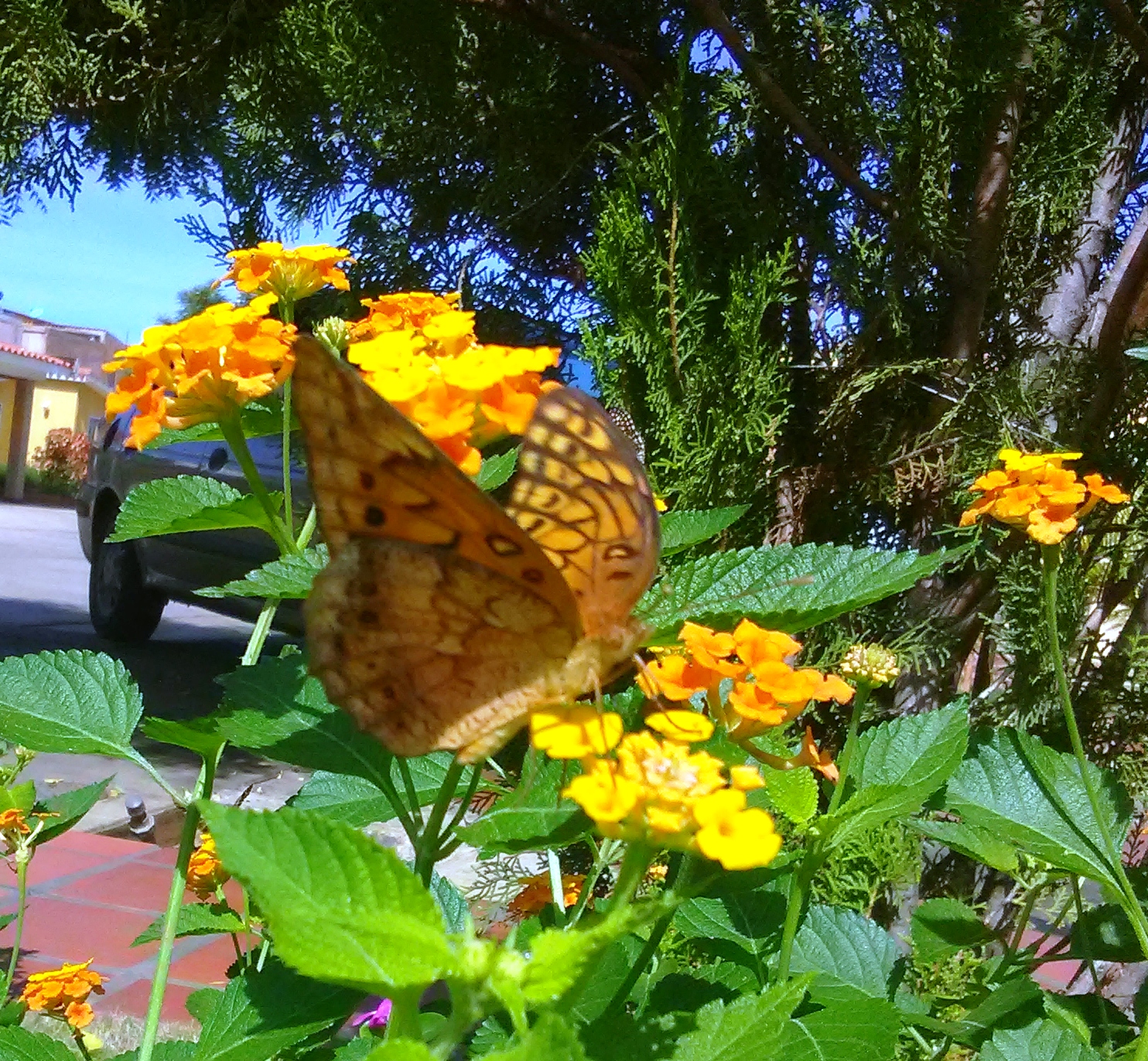 Mariposa.jpg