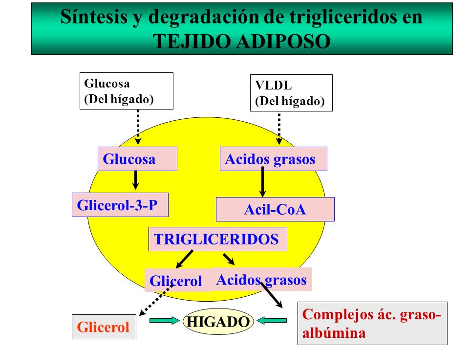 S%C3%ADntesis+y+degradaci%C3%B3n+de+trigliceridos+en+TEJIDO+ADIPOSO.jpg