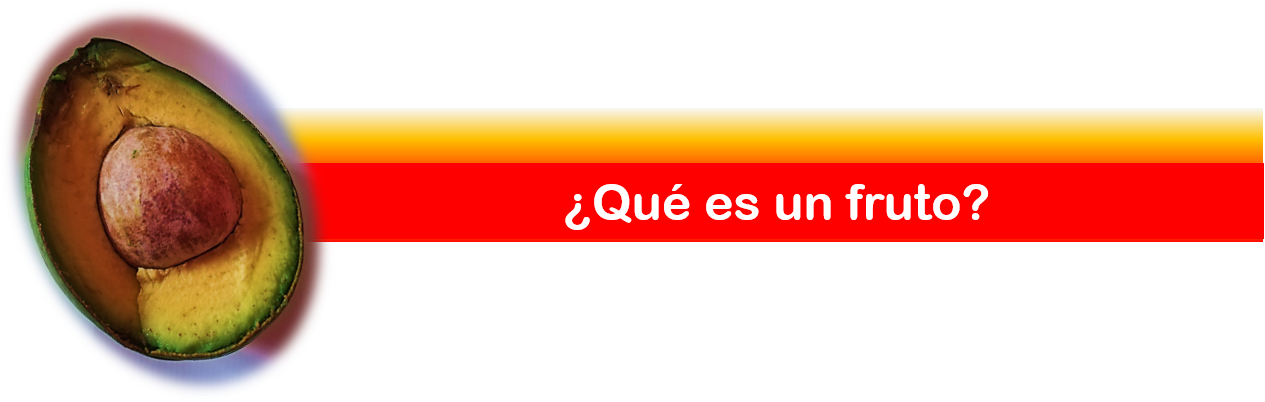que es un fruto.png