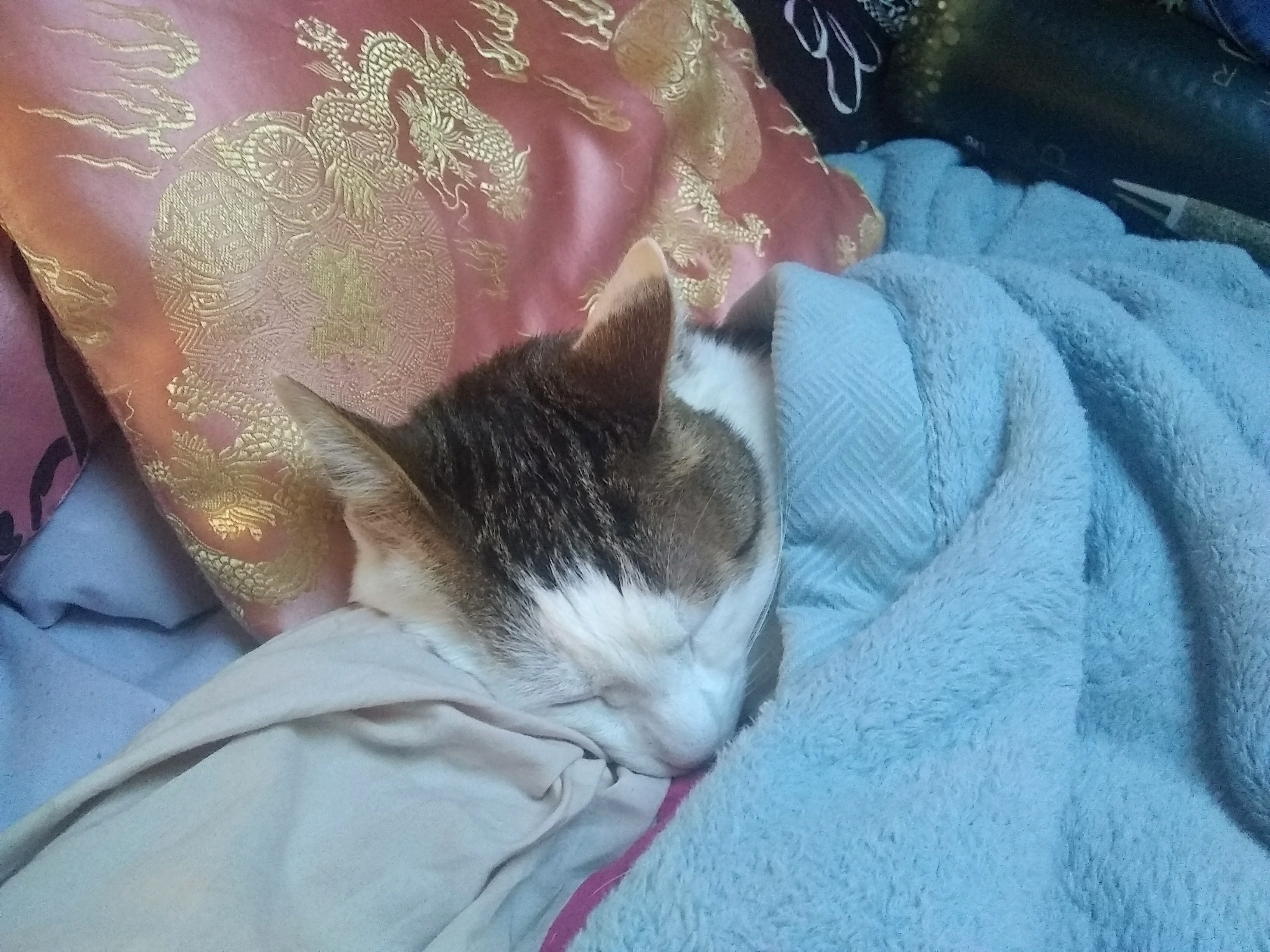 Catlife 51.jpg