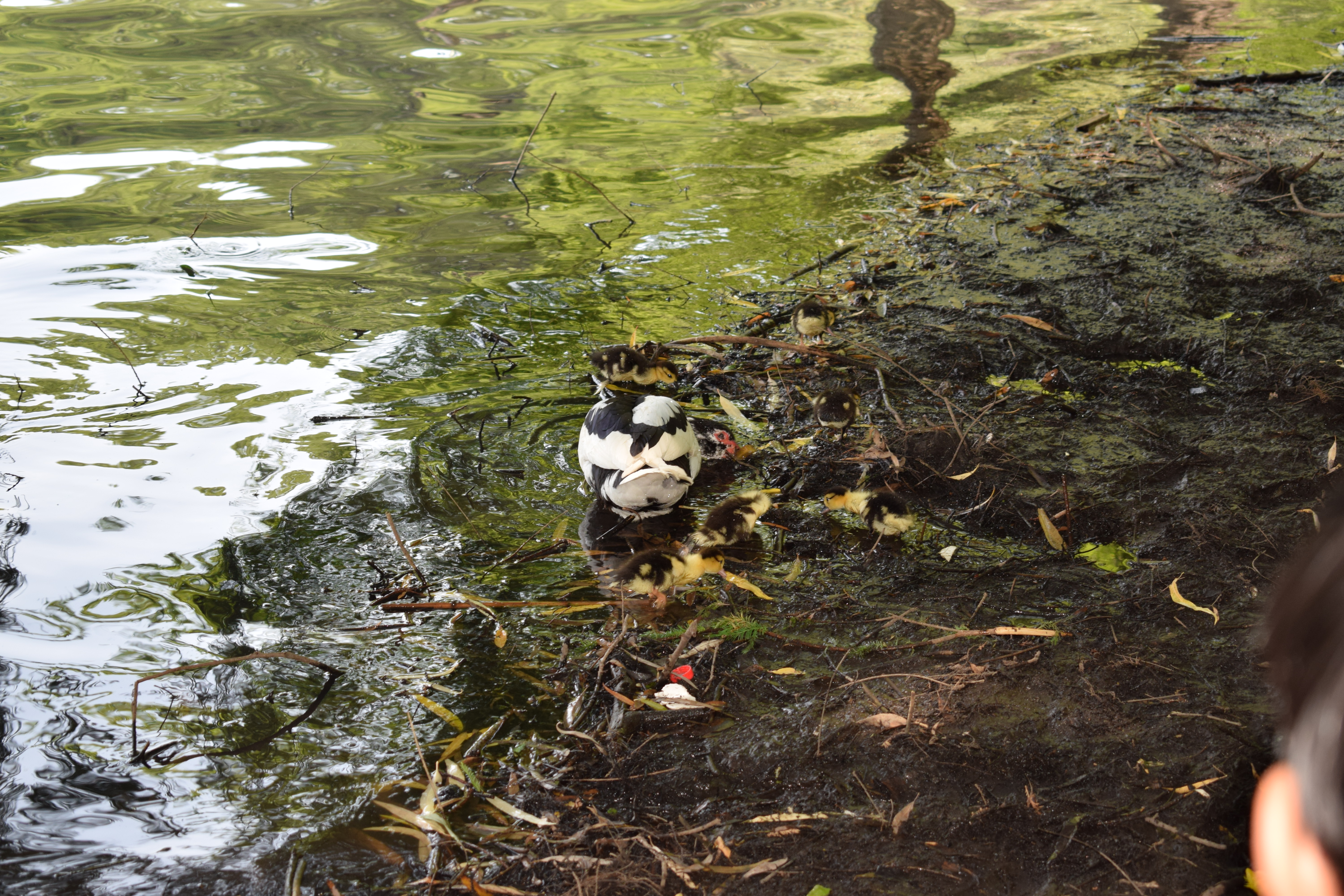 DSC_0208.JPG