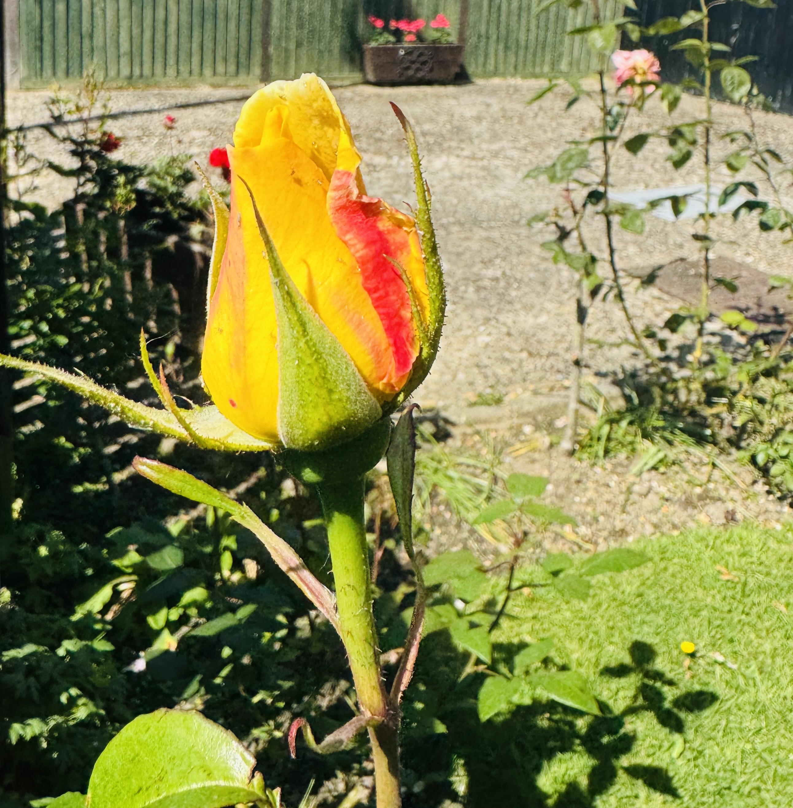 IMG_3120.jpeg