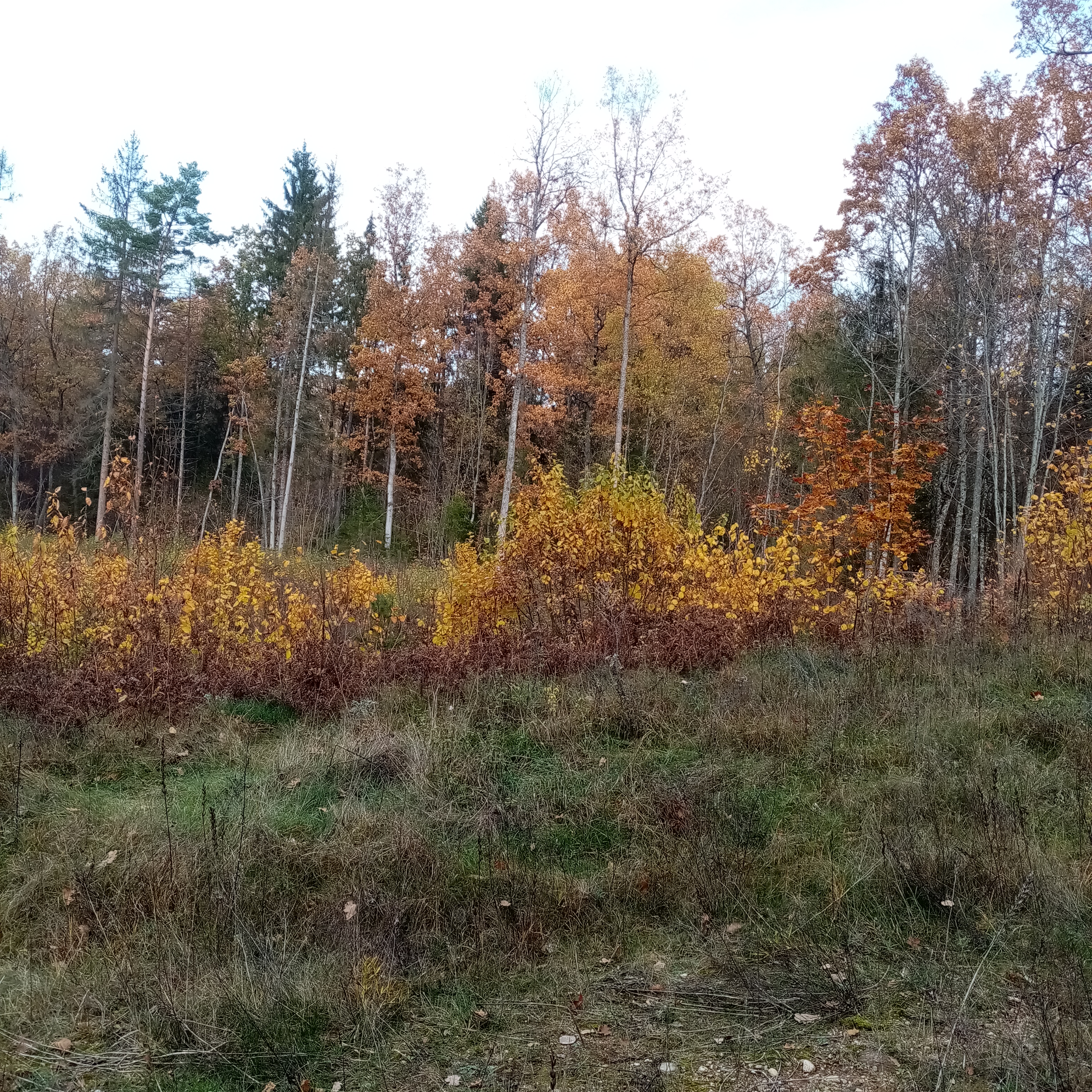 IMG_20201029_123719.jpg