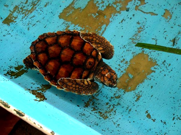 Tortuga_verde_(Chelonia_mydas)_de_los_Roques_Venezuela_000.jpg