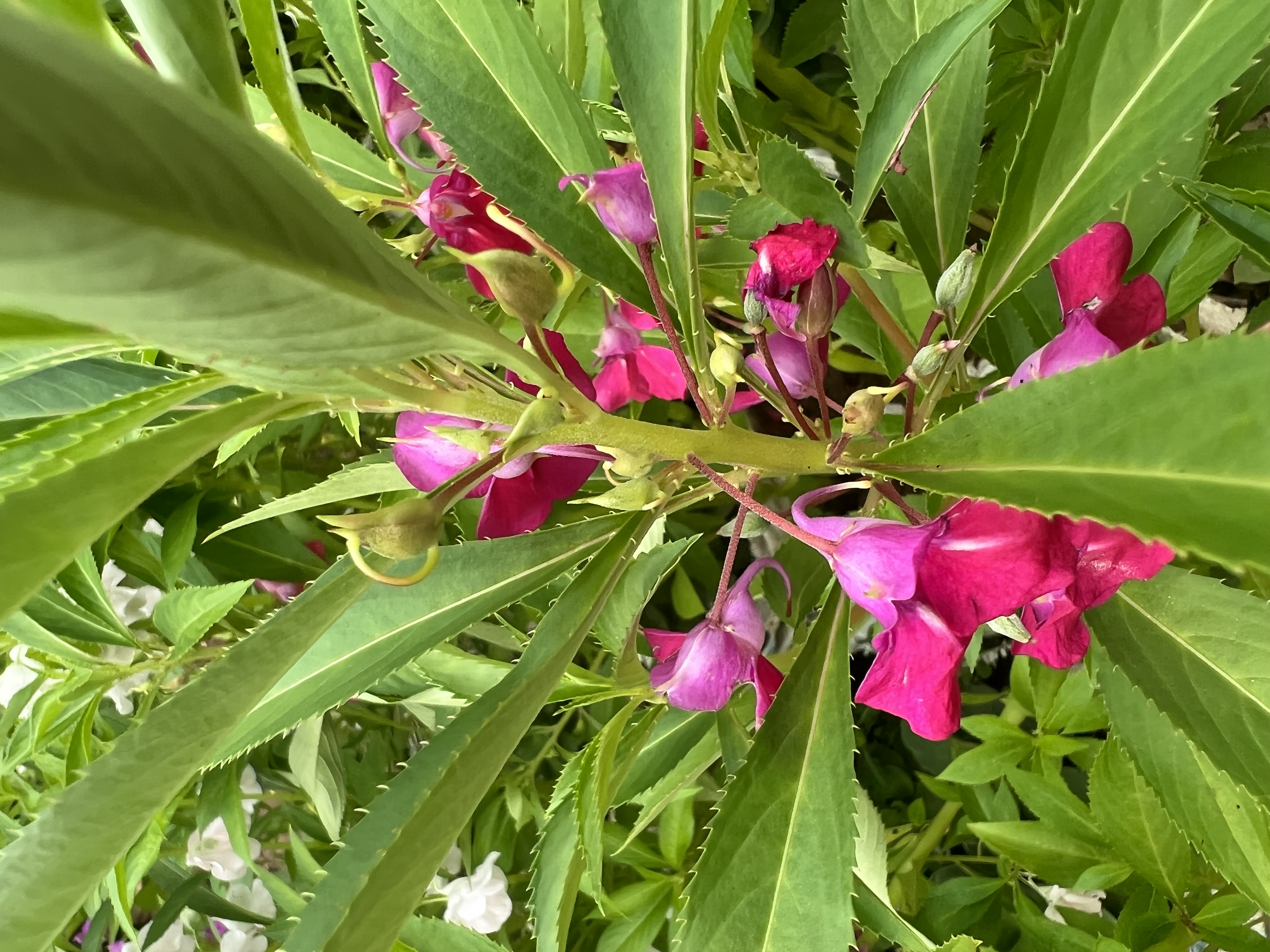 IMG_6805.jpeg