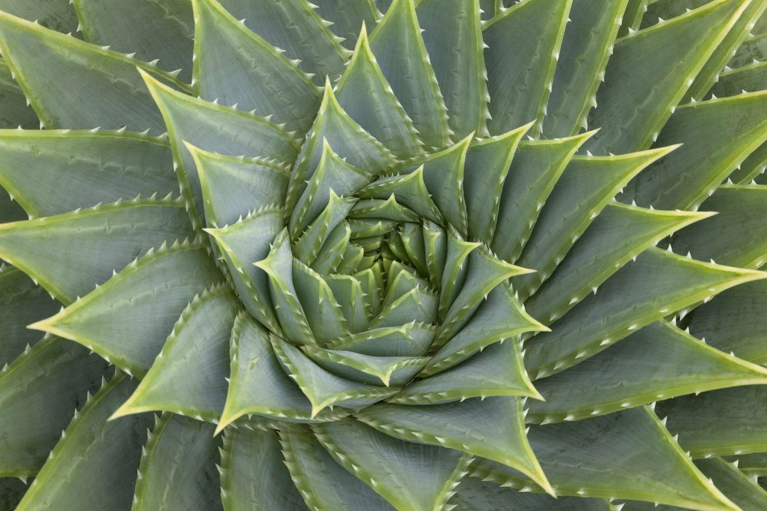 __opt__aboutcom__coeus__resources__content_migration__mnn__images__2015__07__golden-ratio-aloe-736ed965445f4733afe6109bdc7d4281.jpg