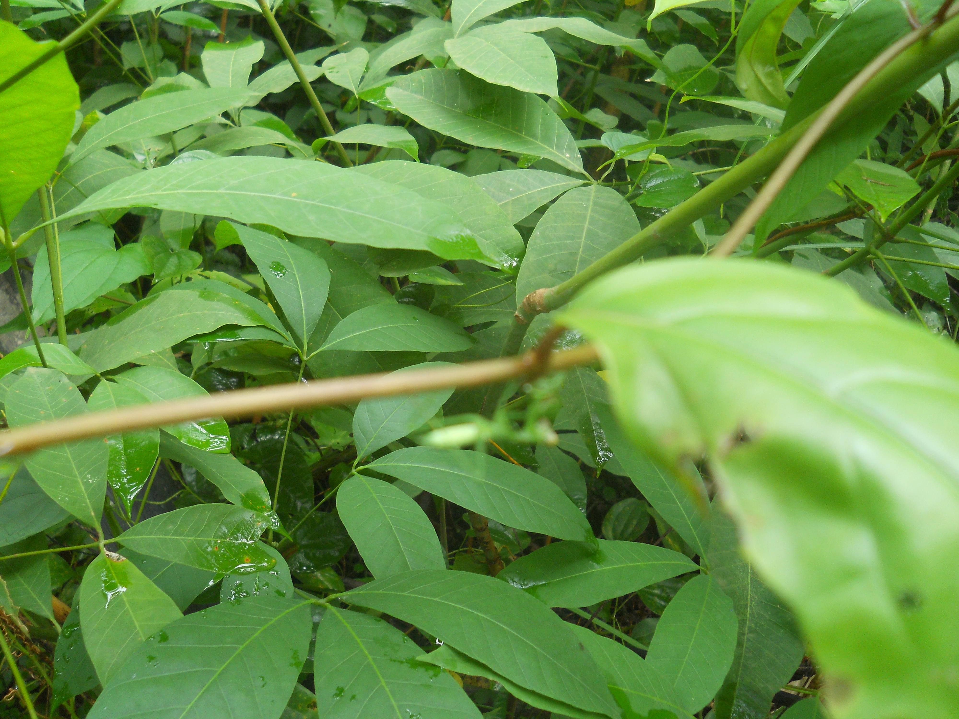 DSCN4644.JPG
