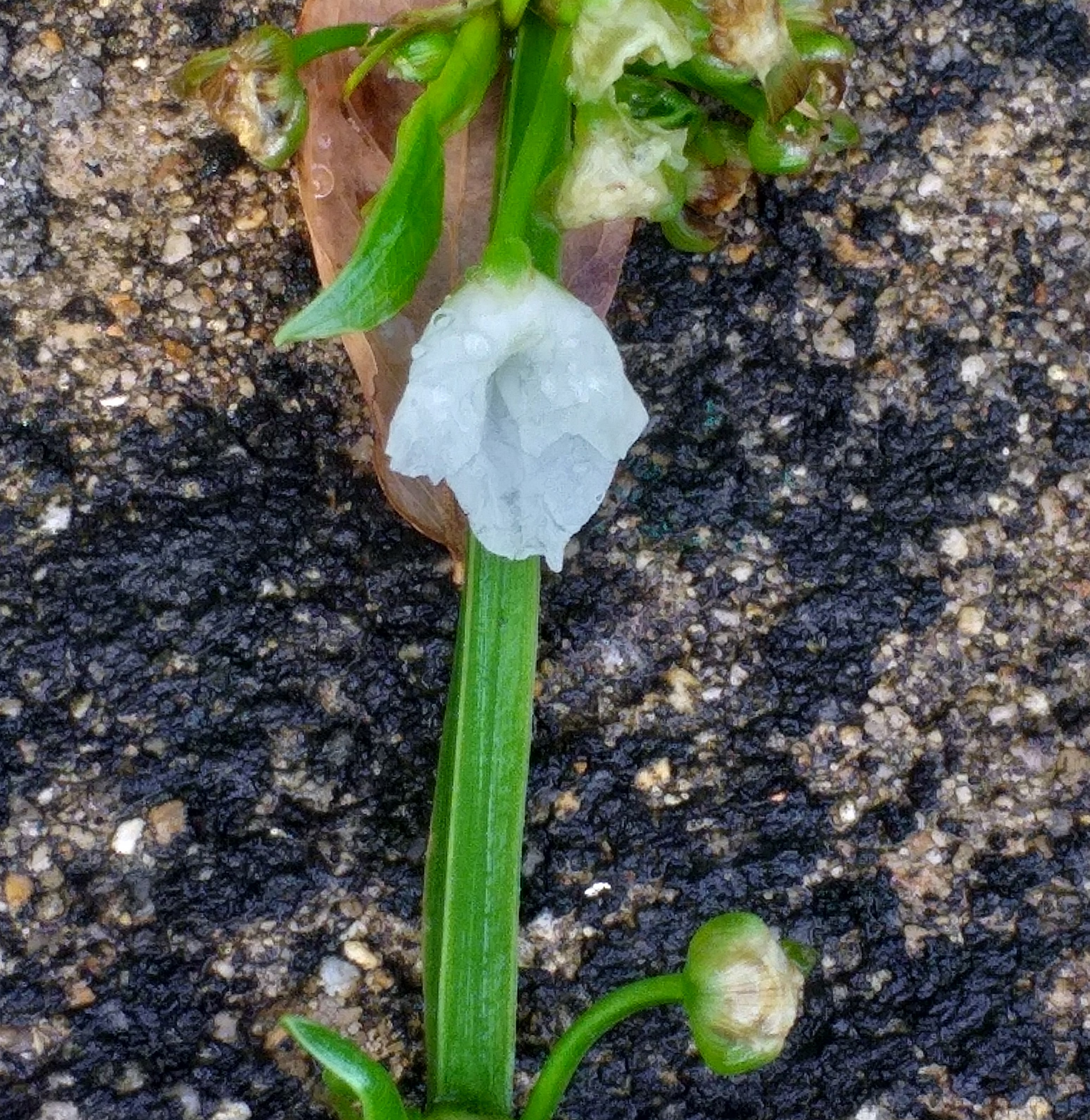 white flower5 (2).jpg