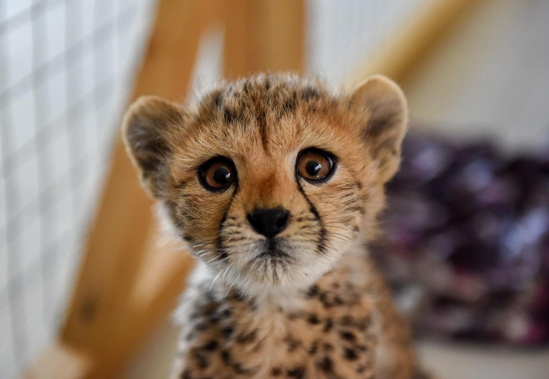 cheetahs.jpg