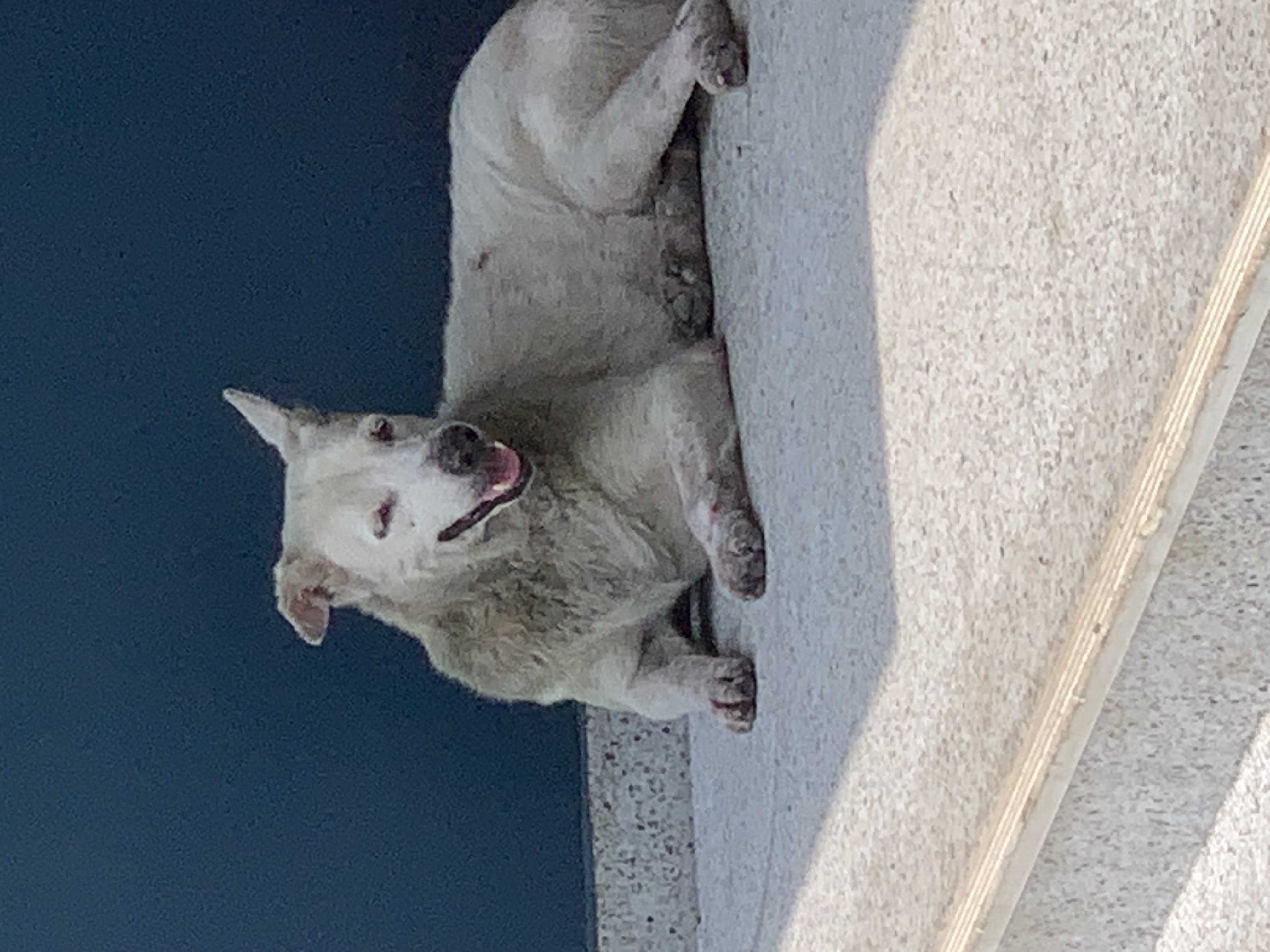 dog4.jpg