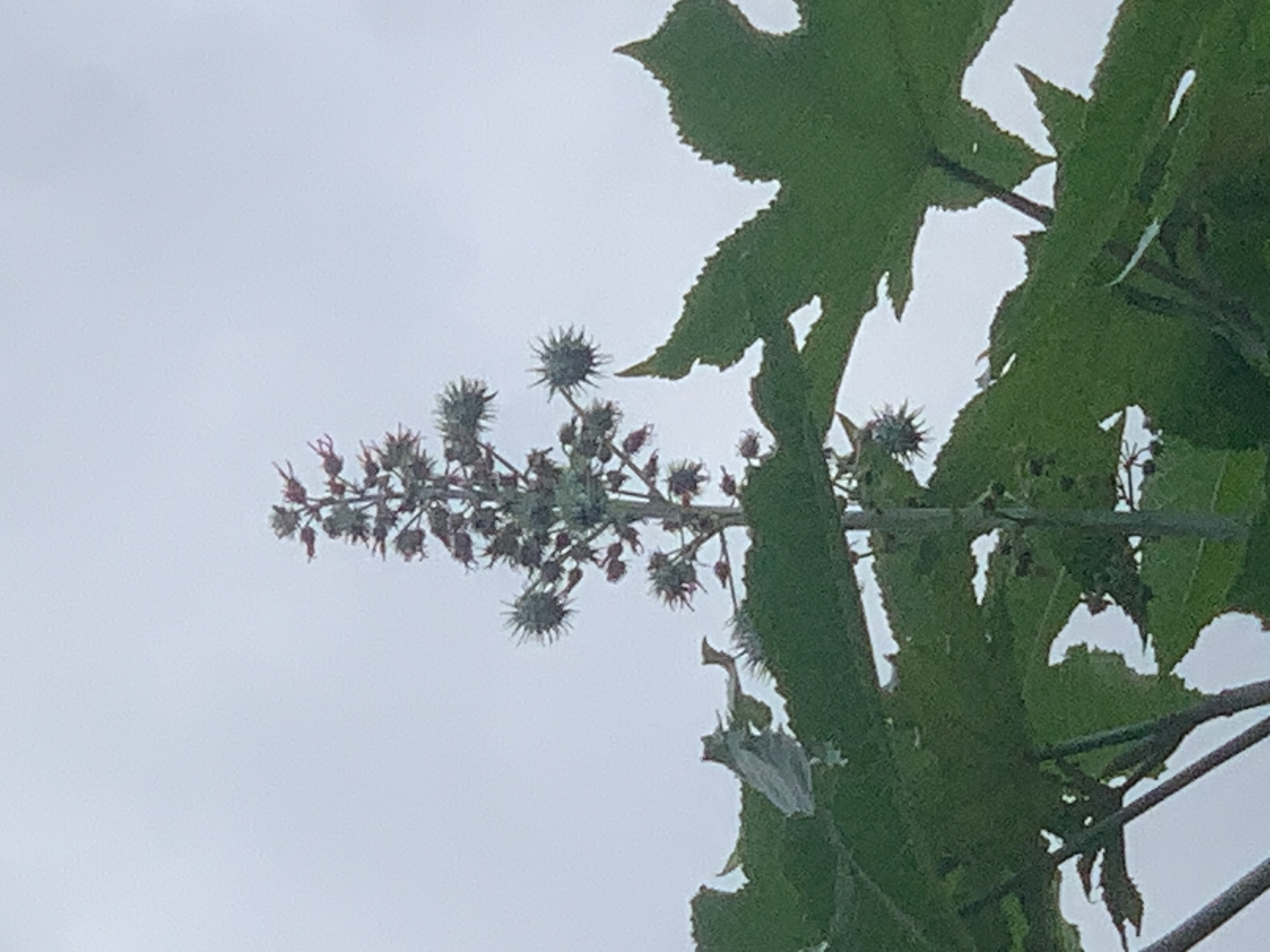 nature605.jpg