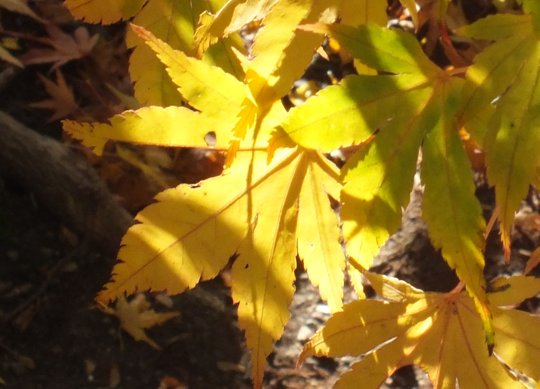 210-Leaves-140114a.jpg