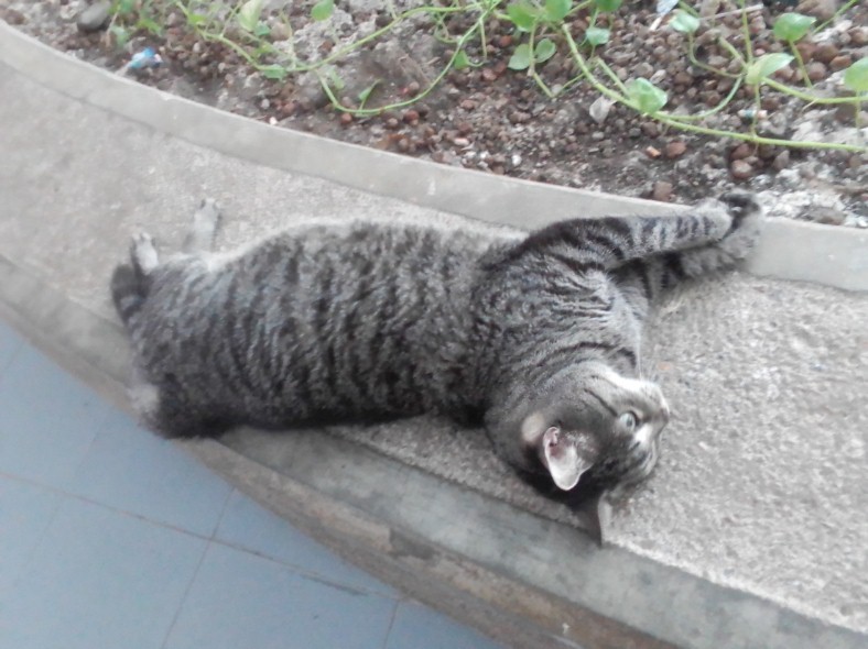 gatico291022.jpg