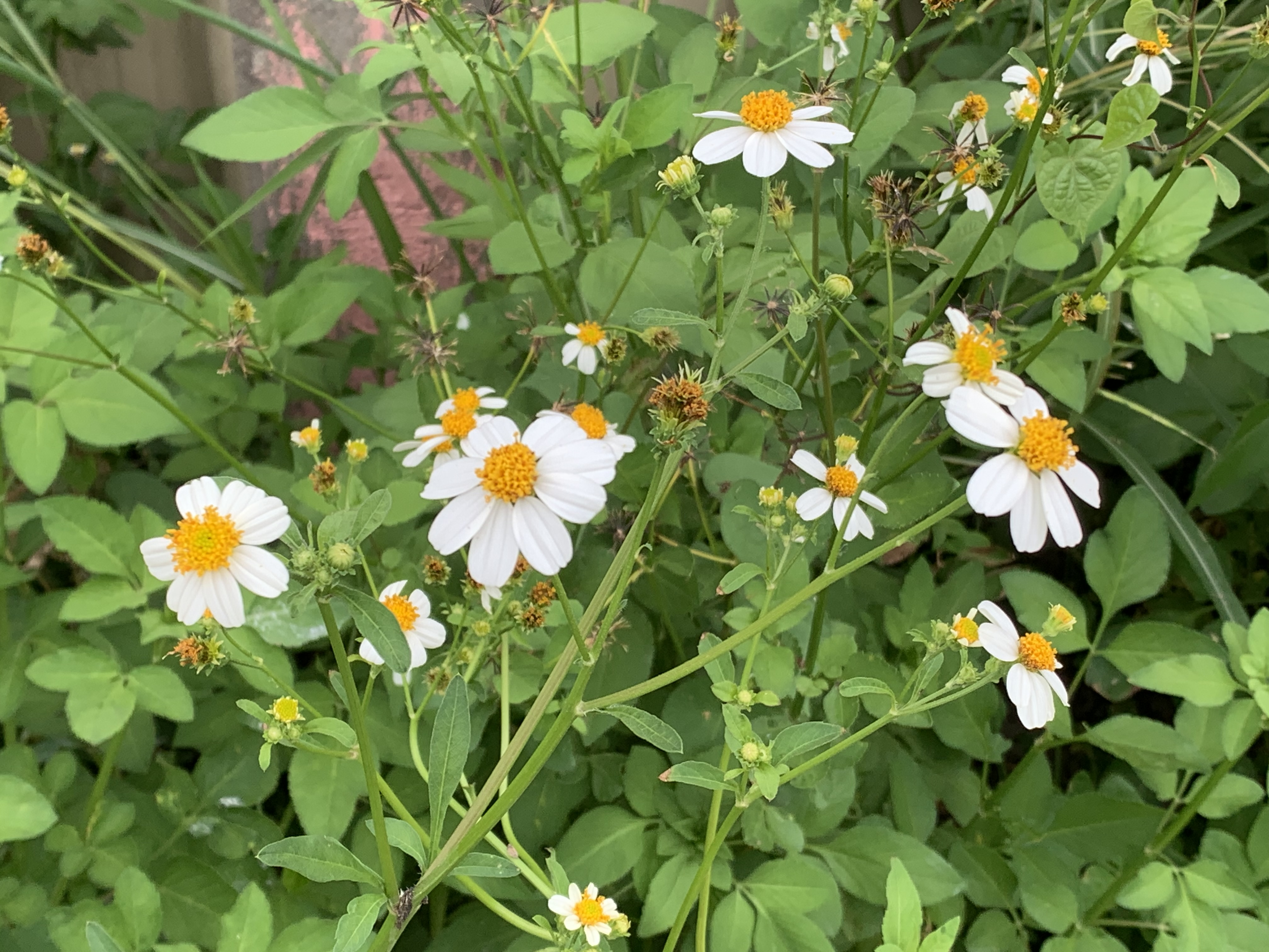 white wildflowers and bees2.jpg