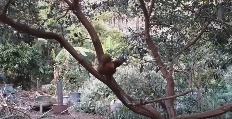 Screenshot_2020-01-04 pitty im hühnergehege 1 01 2020 - YouTube(2).png