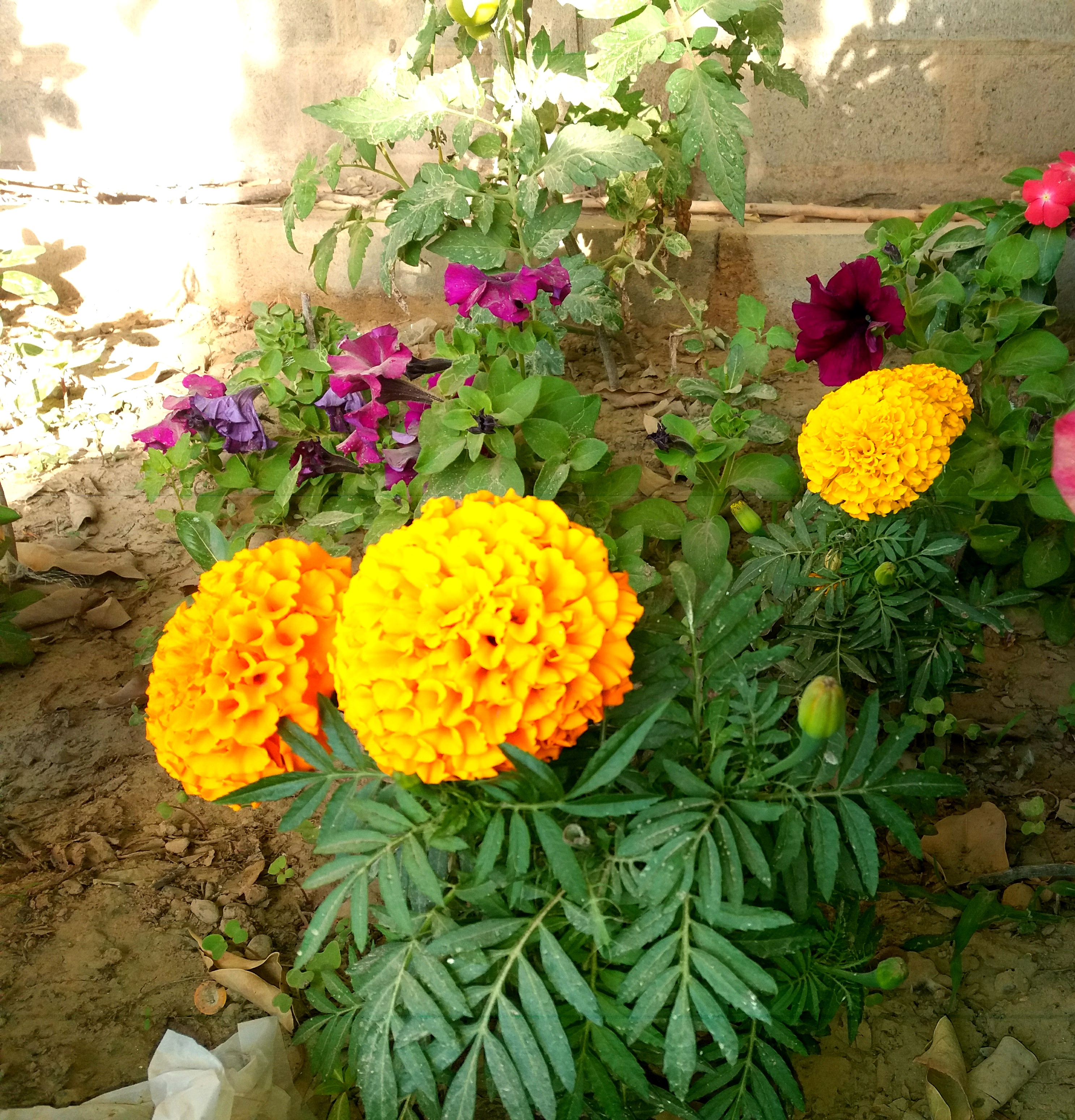 IMG_20200609_201237.jpg