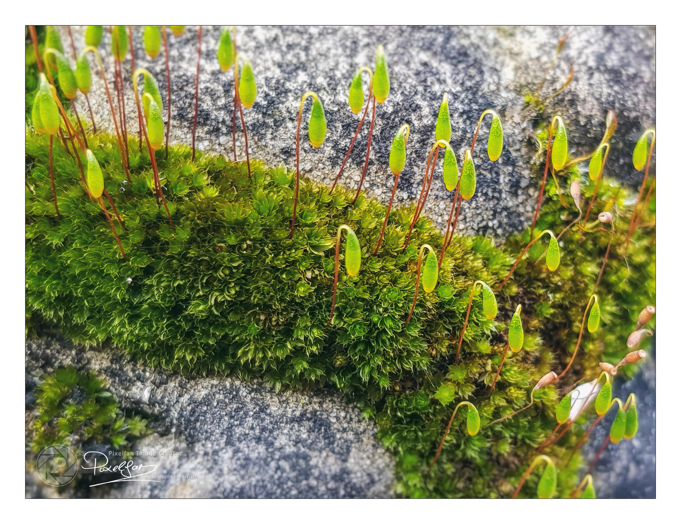moss_border_2200px.jpg