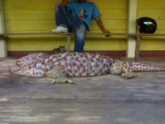 Tokek-Raksasa-Seberat-64-kg (1).jpg