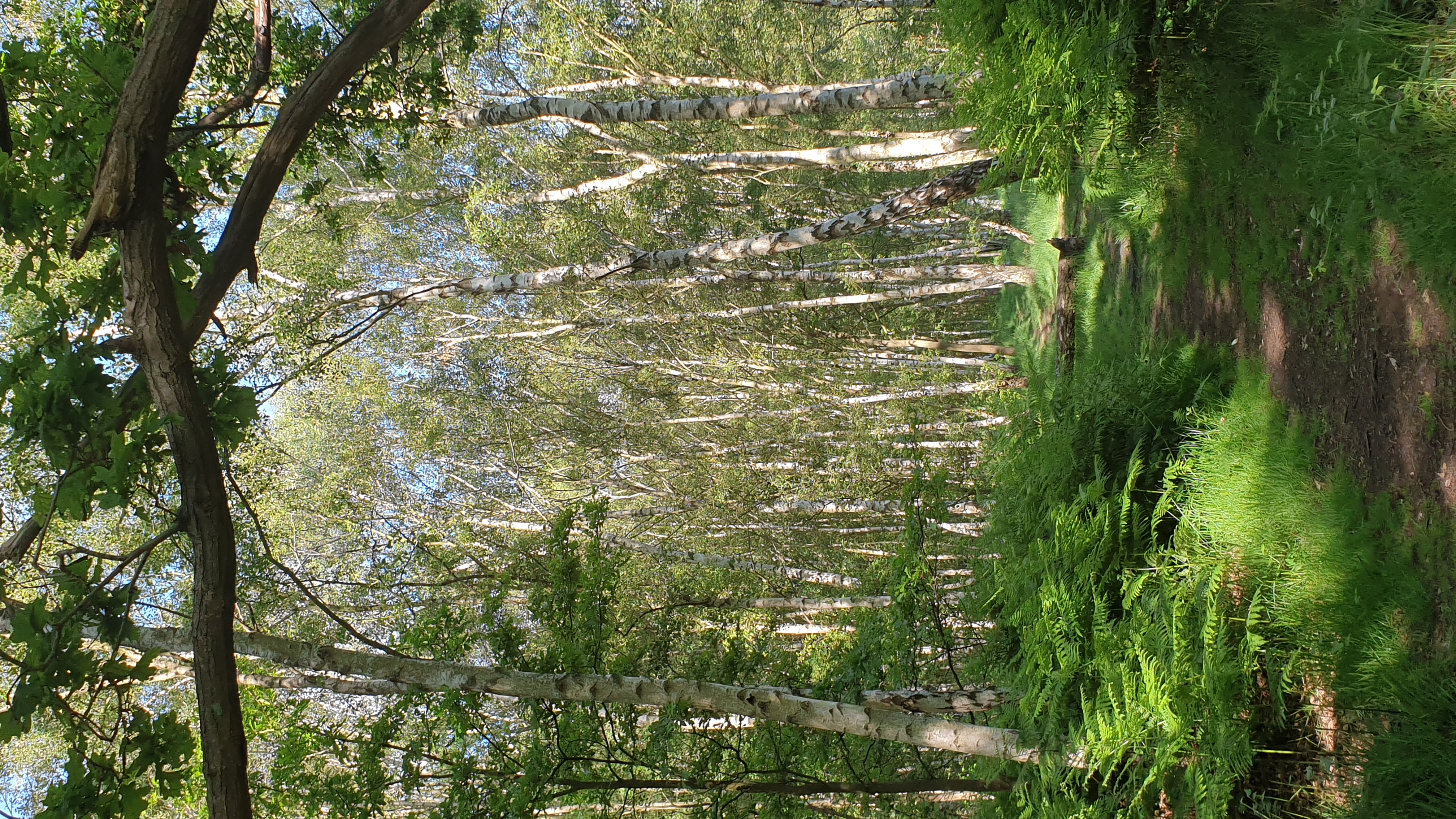 20210612_165029.jpg