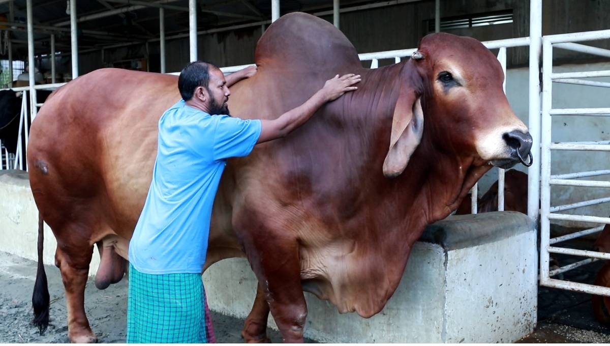 cattle2.jpg