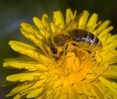 bee_pollination.jpg