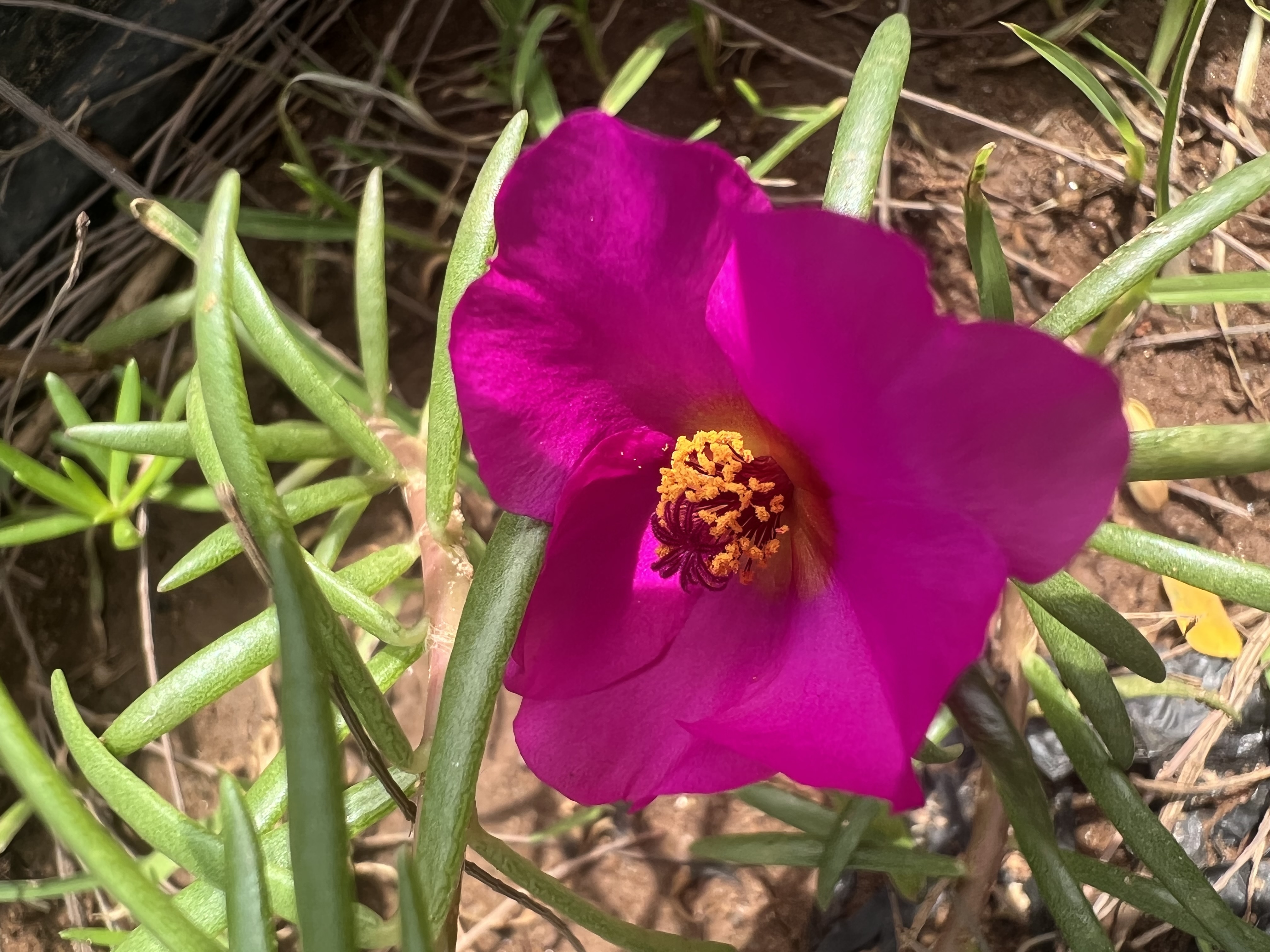 IMG_6288.jpeg