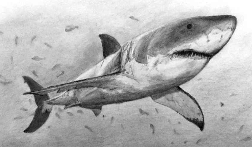 Great White Shark — Expedition Art
