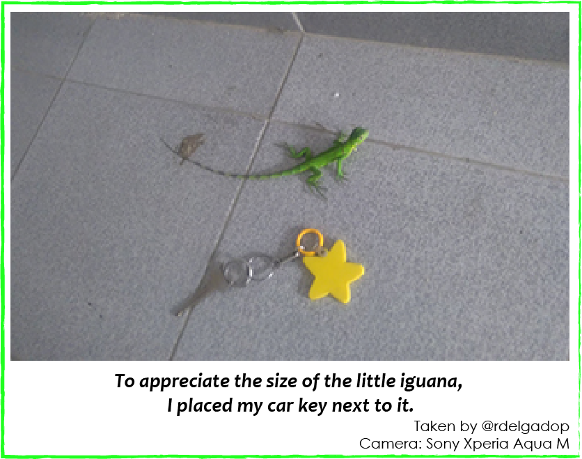 iguana02.png