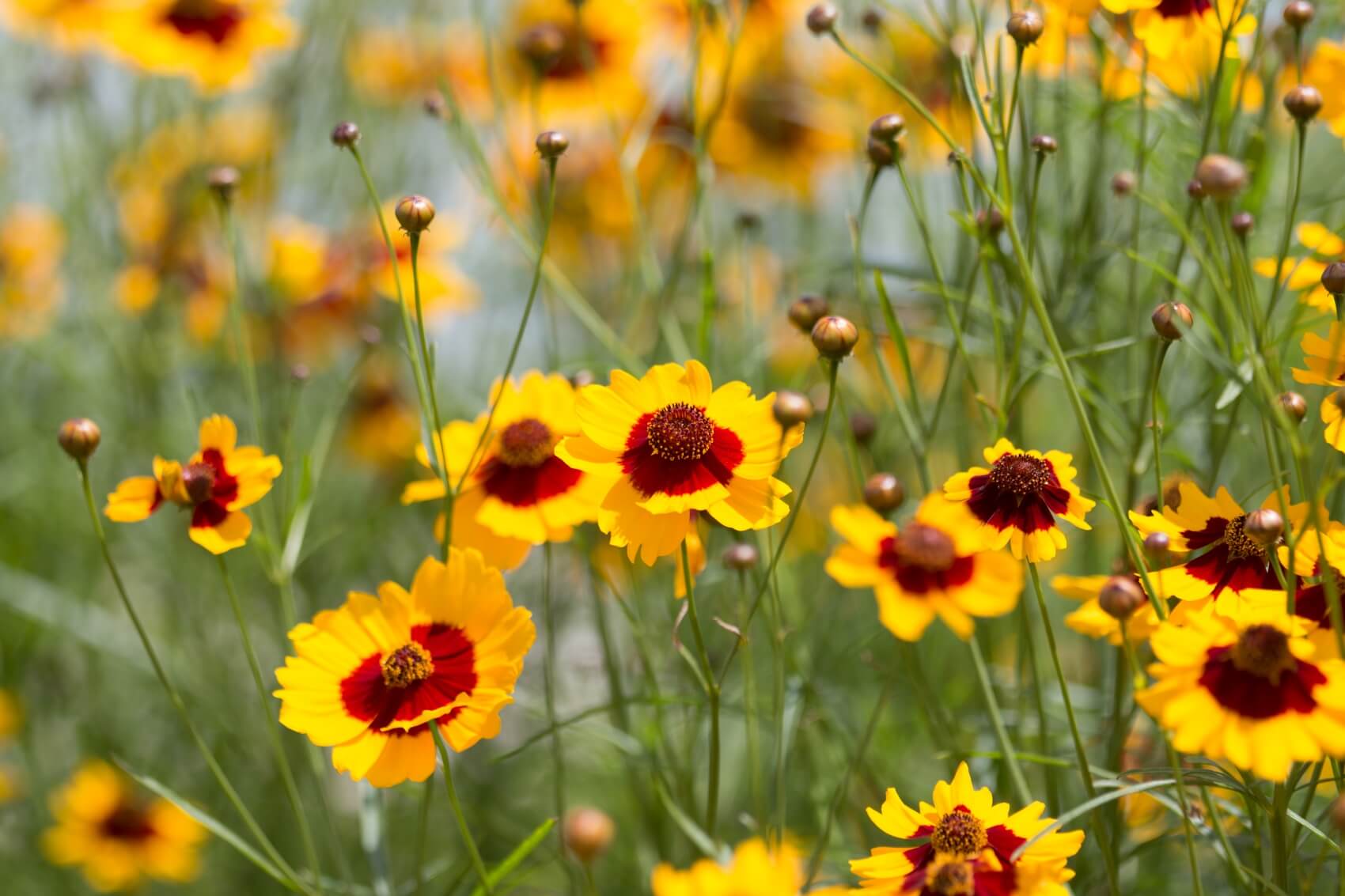 Everything-You-Need-to-Know-About-Coreopsis-Flowers.jpg