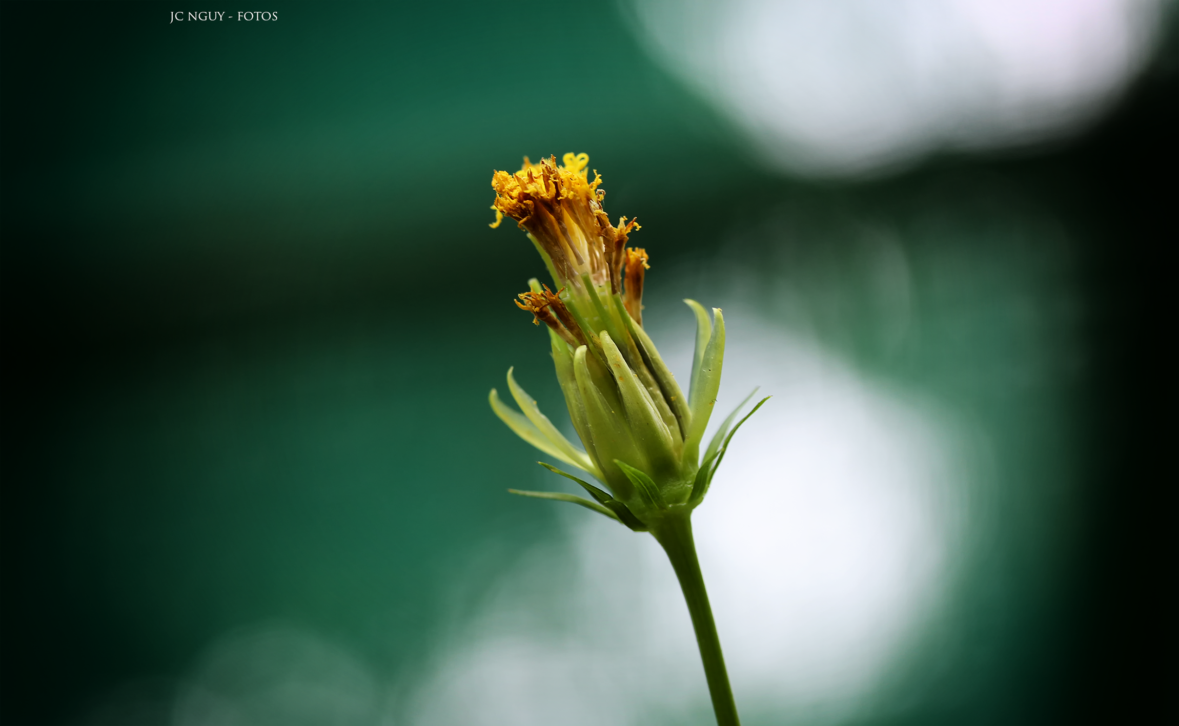 IMG_9453.png