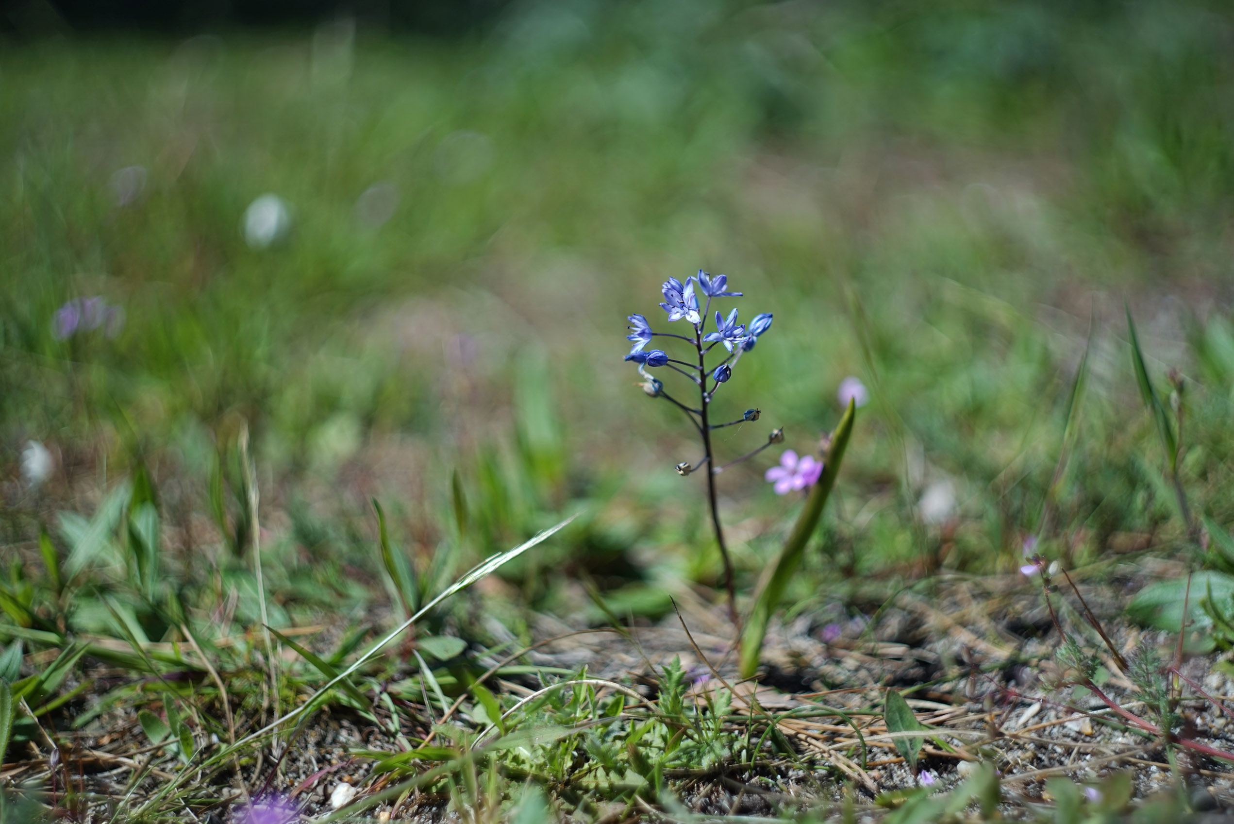 Scilla monophyllos blue wildflower bokeh.jpg
