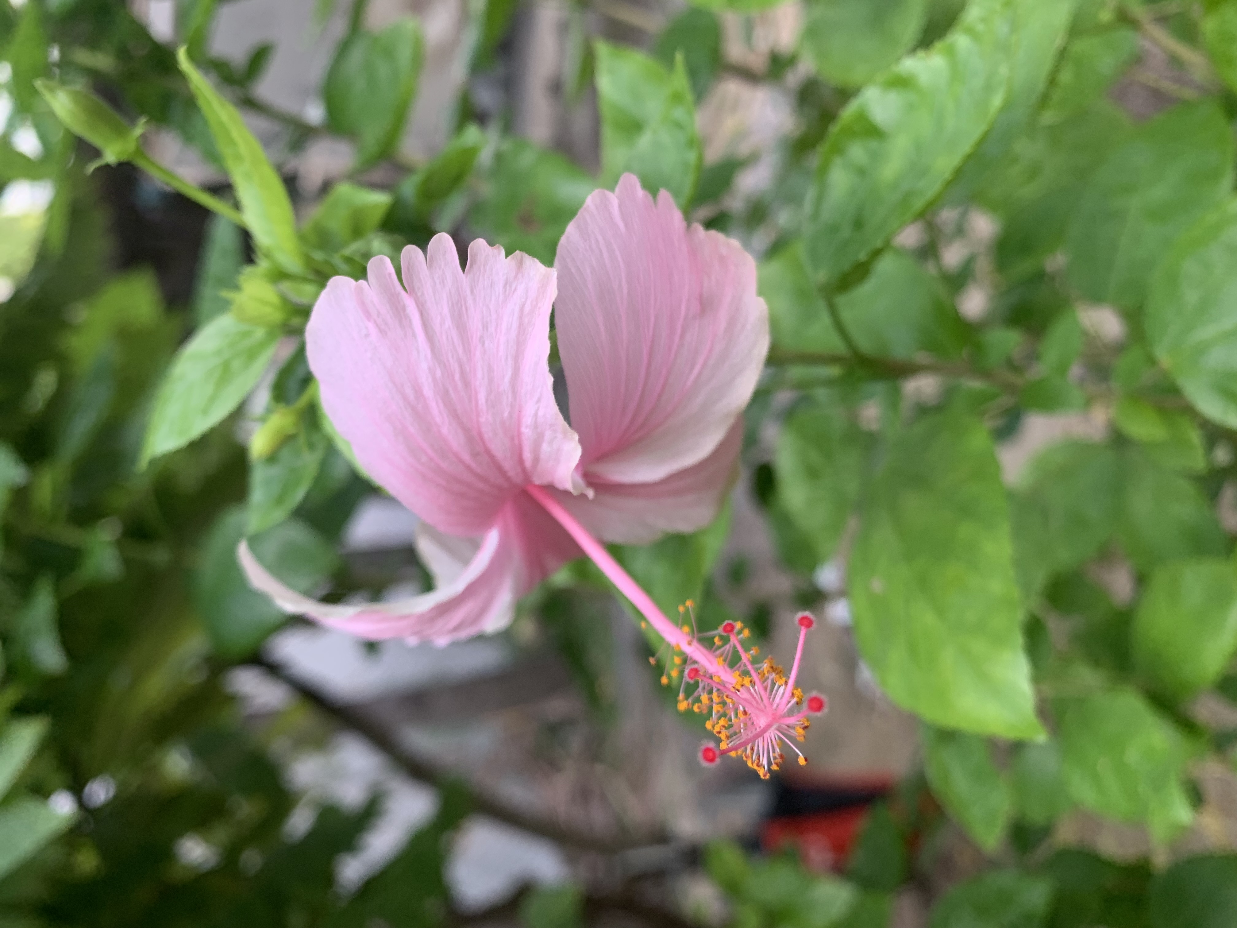 pink Chaba7.jpg