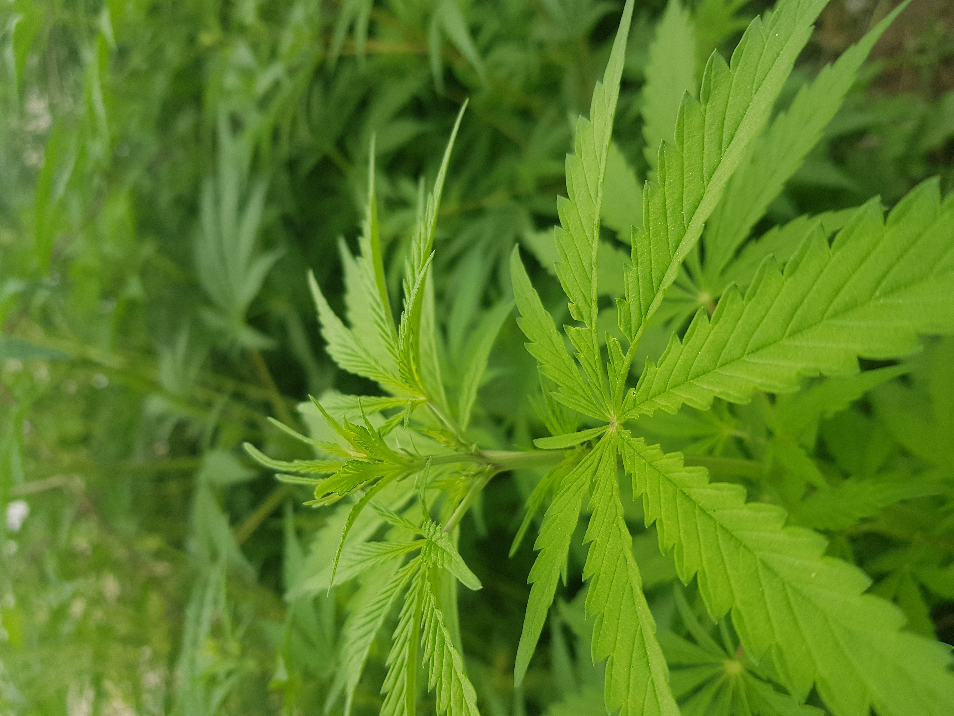 Marijuana (10).jpg
