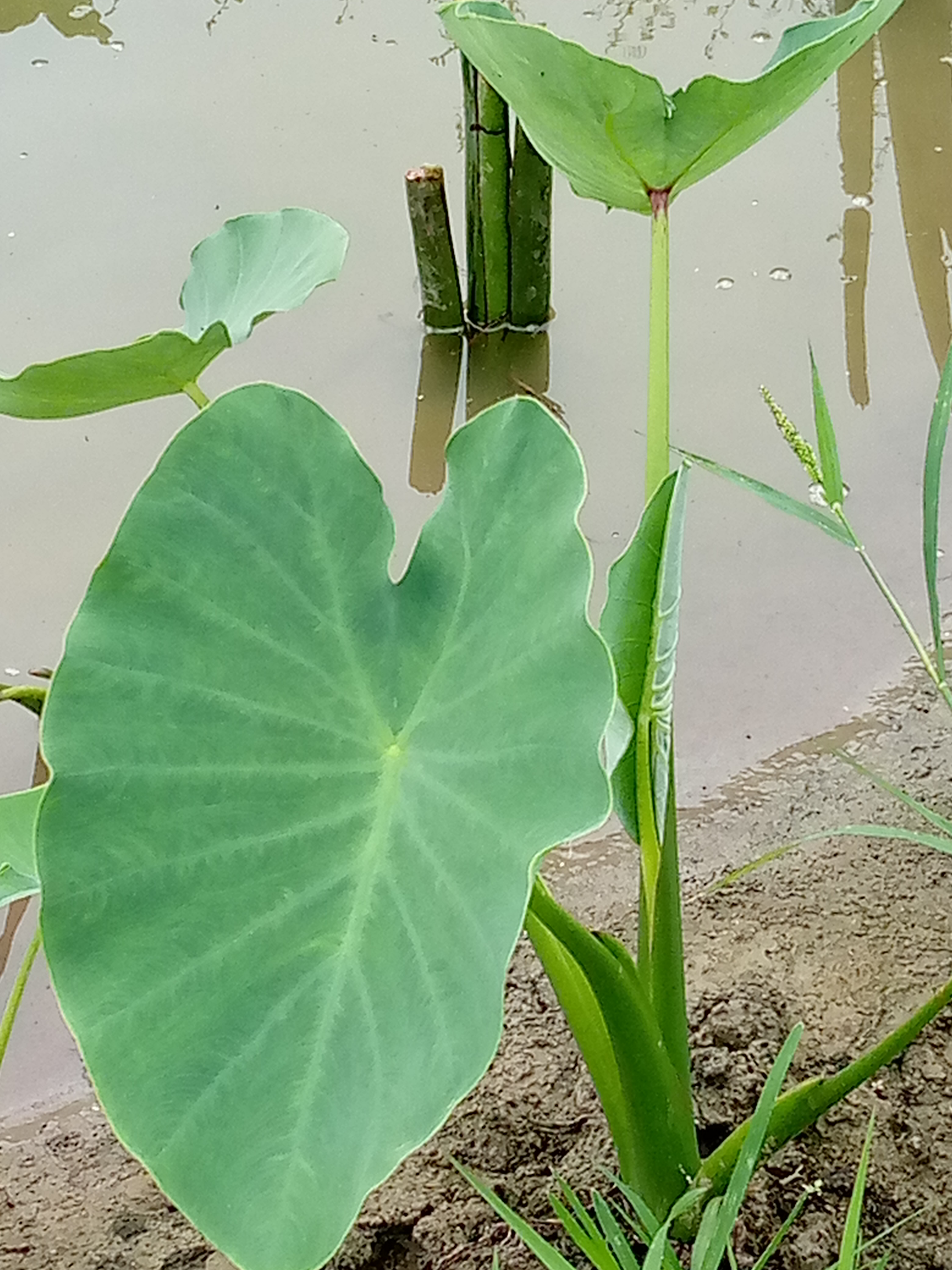Gabi Plants Or Taro Plants  Steemit