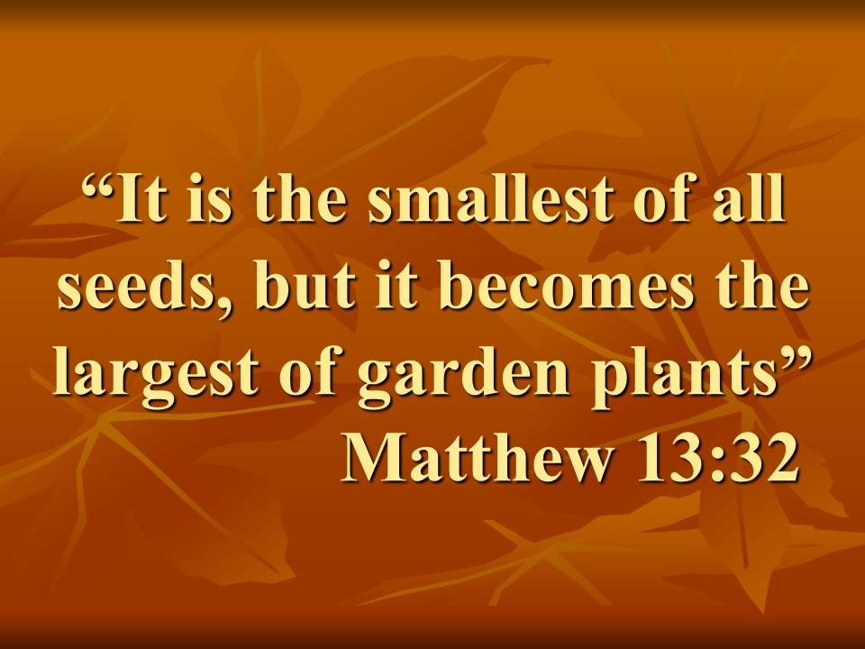 The kingdom and Jesus. It is the smallest of all seeds, but it becomes the largest of garden plants. Matthew 13,32.jpg