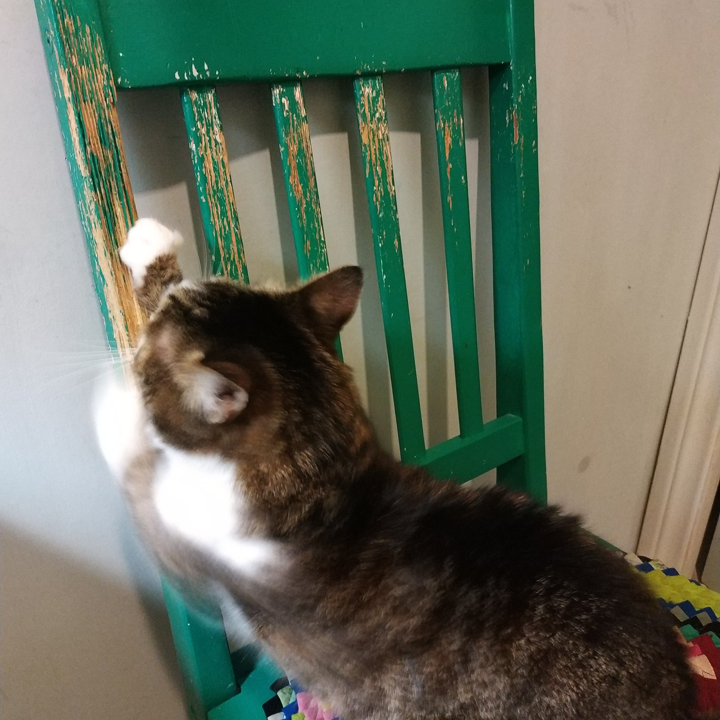 Art of cat Mushu and creative process.