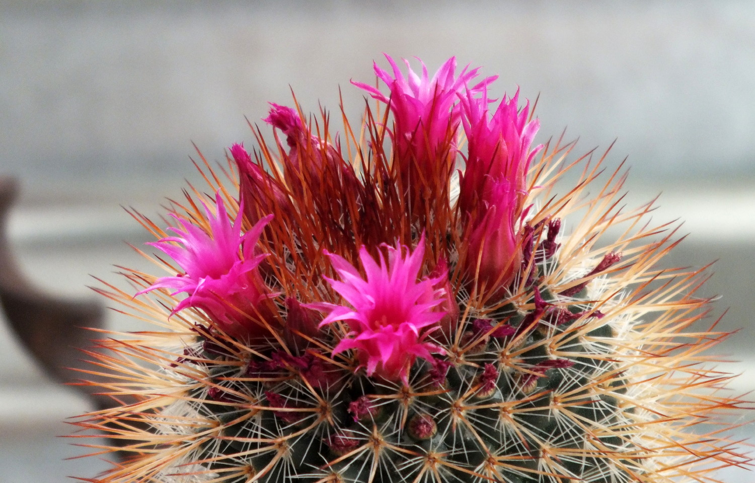 Bear-0011-PinkBloom.jpg