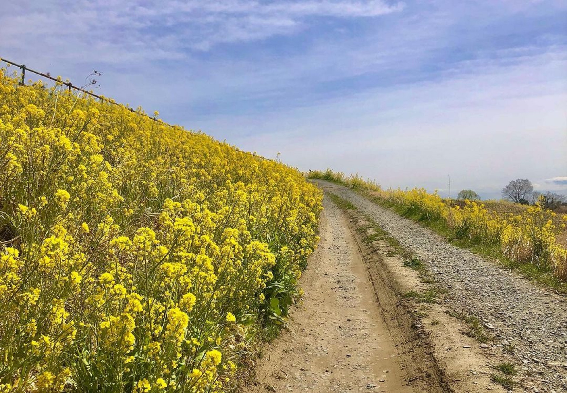 Yellow Field (1).jpg