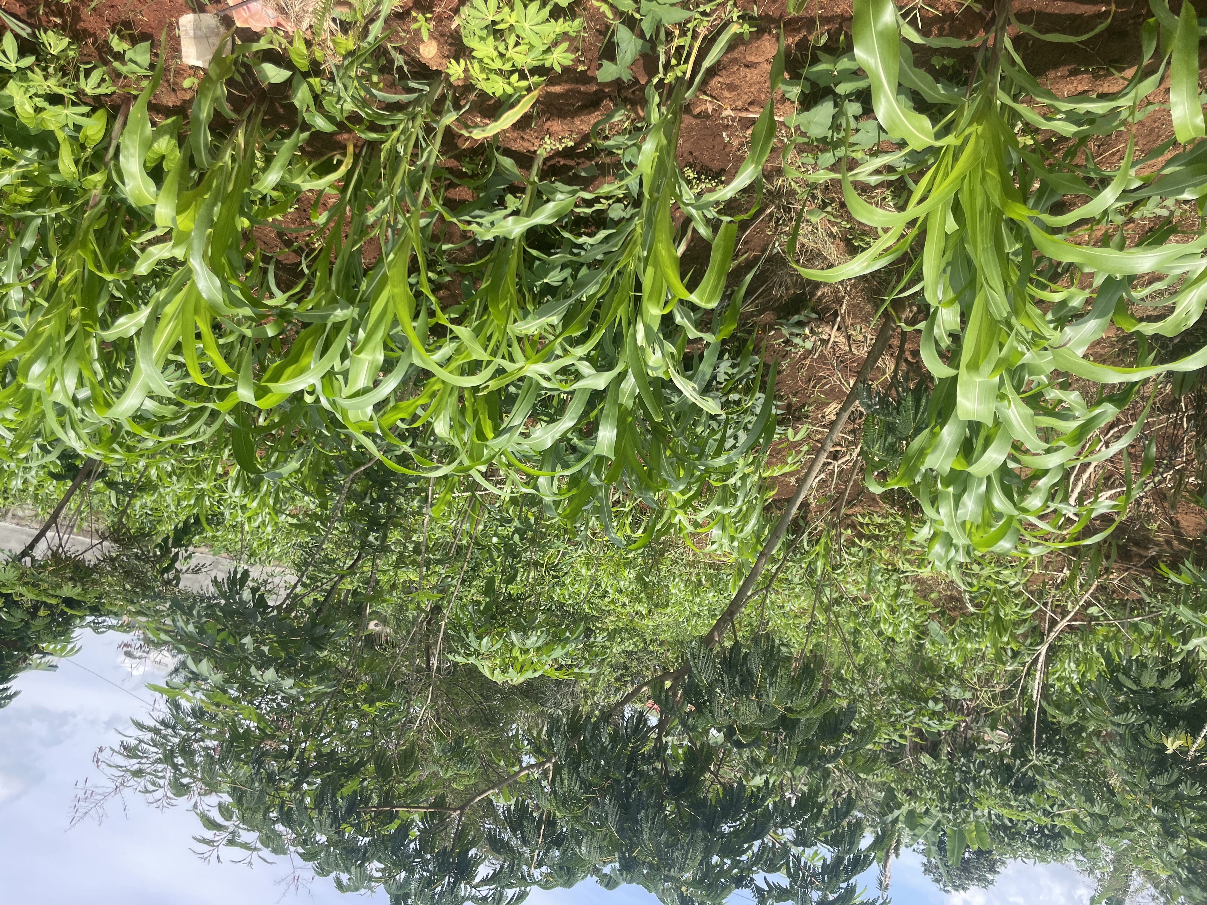 IMG_7397.jpeg