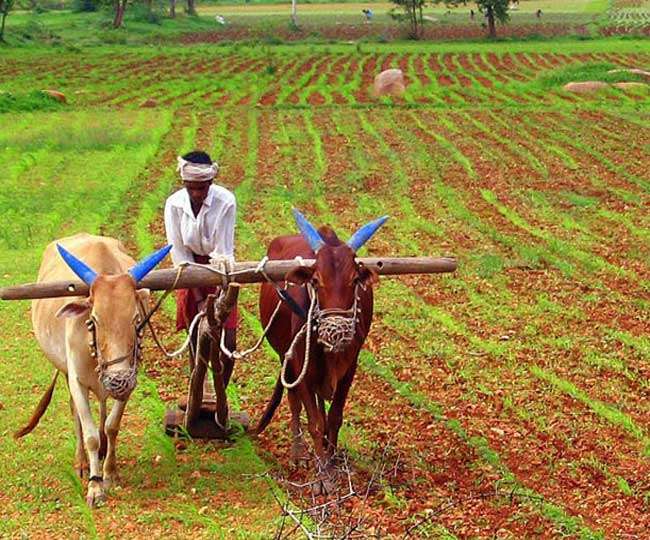 farm21608690963087.jpg