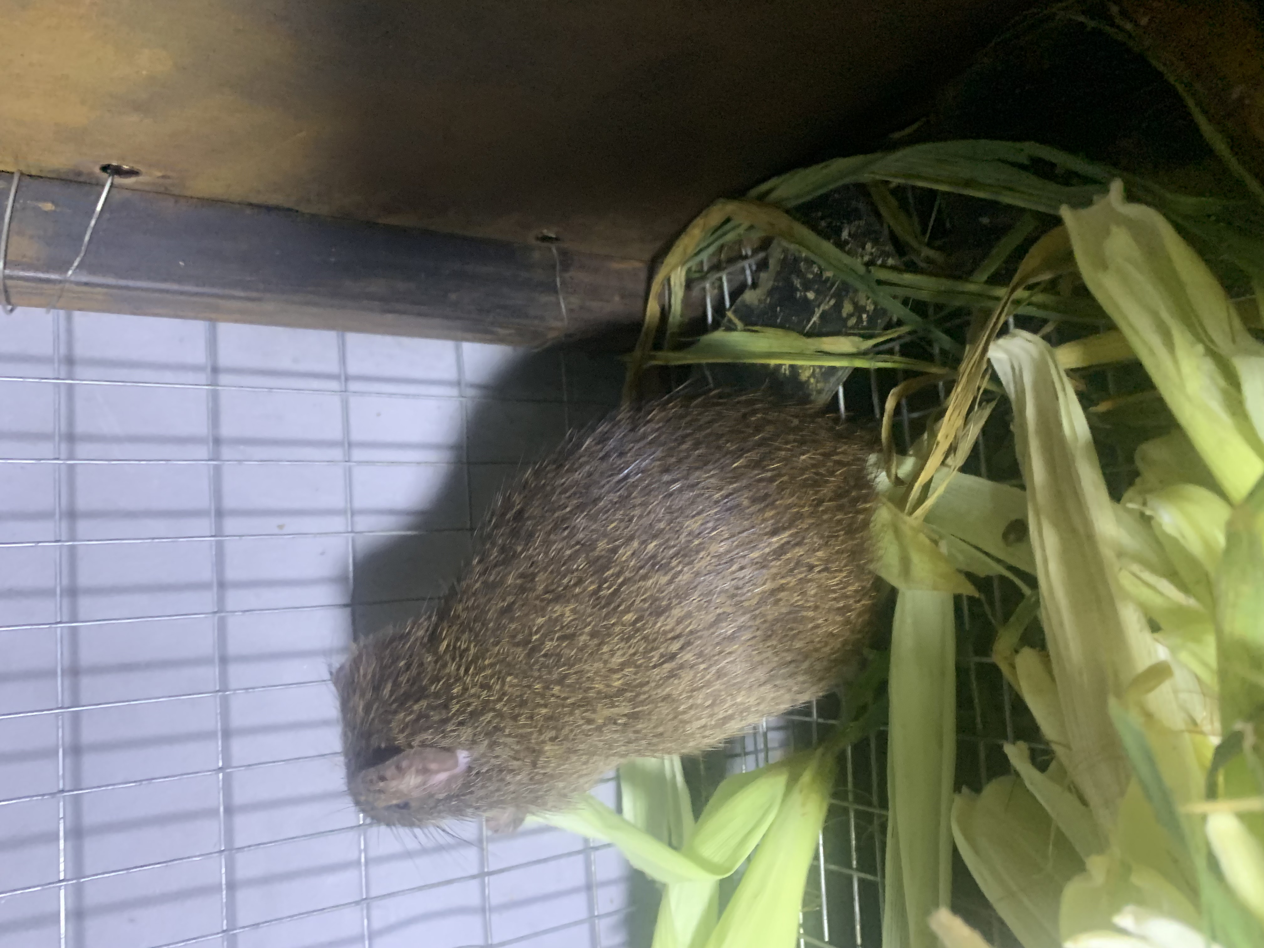 IMG_2062.jpeg