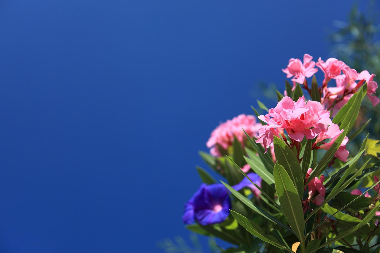 plant-2771_1280.jpg