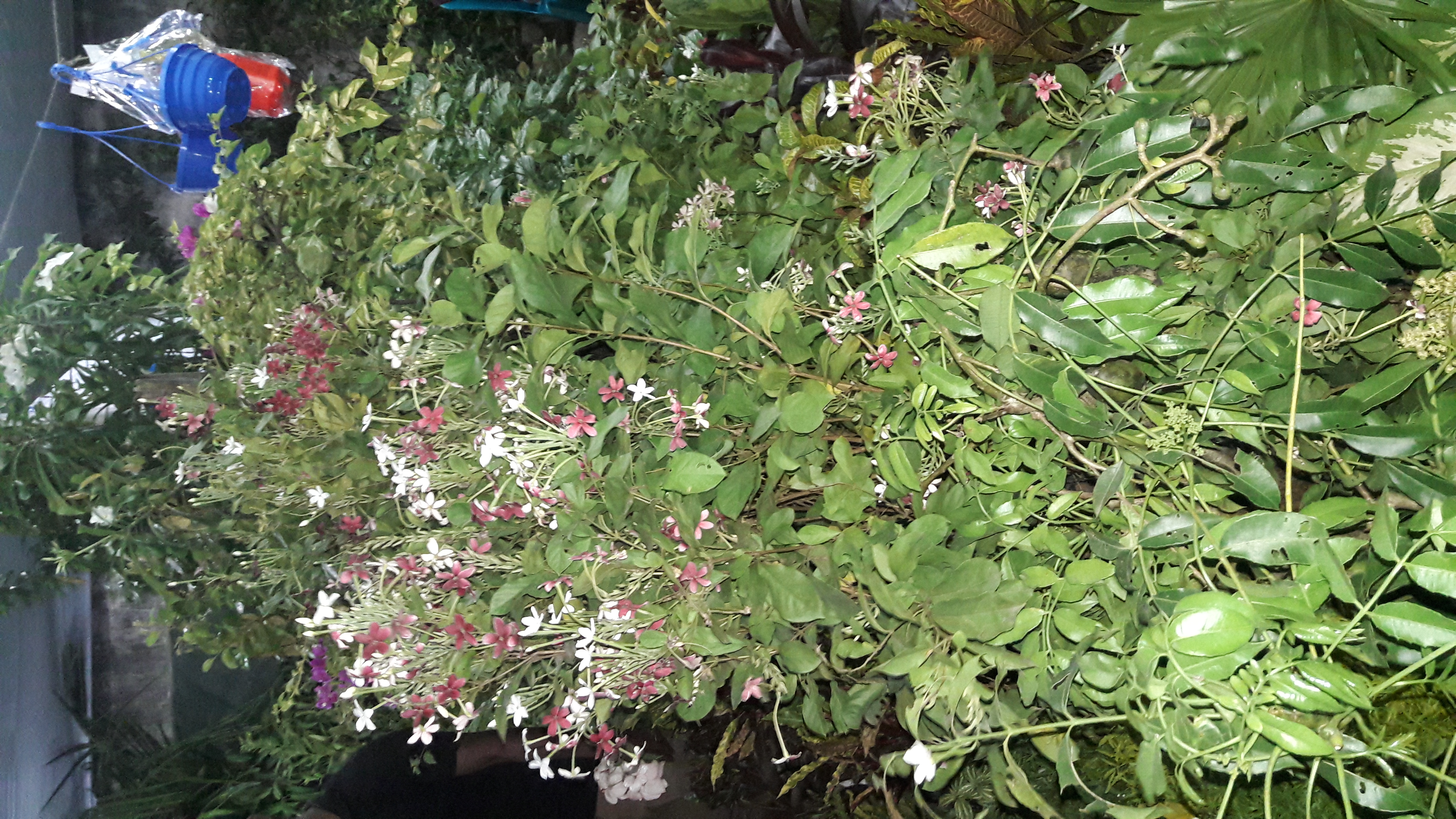 20180815_190227.jpg