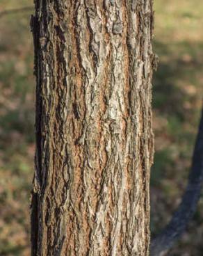 tree25.jpg