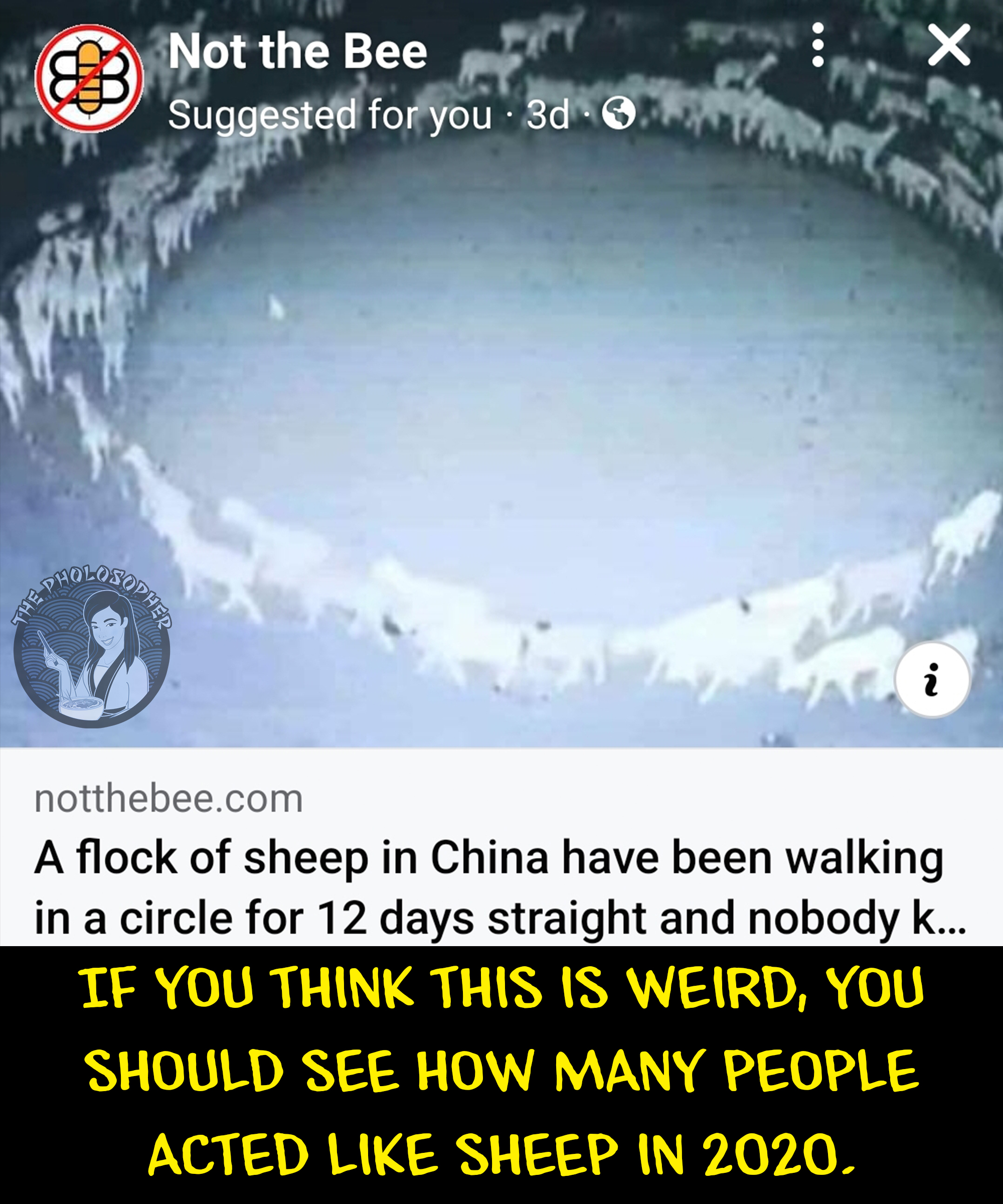 sheep walking in circles.jpg