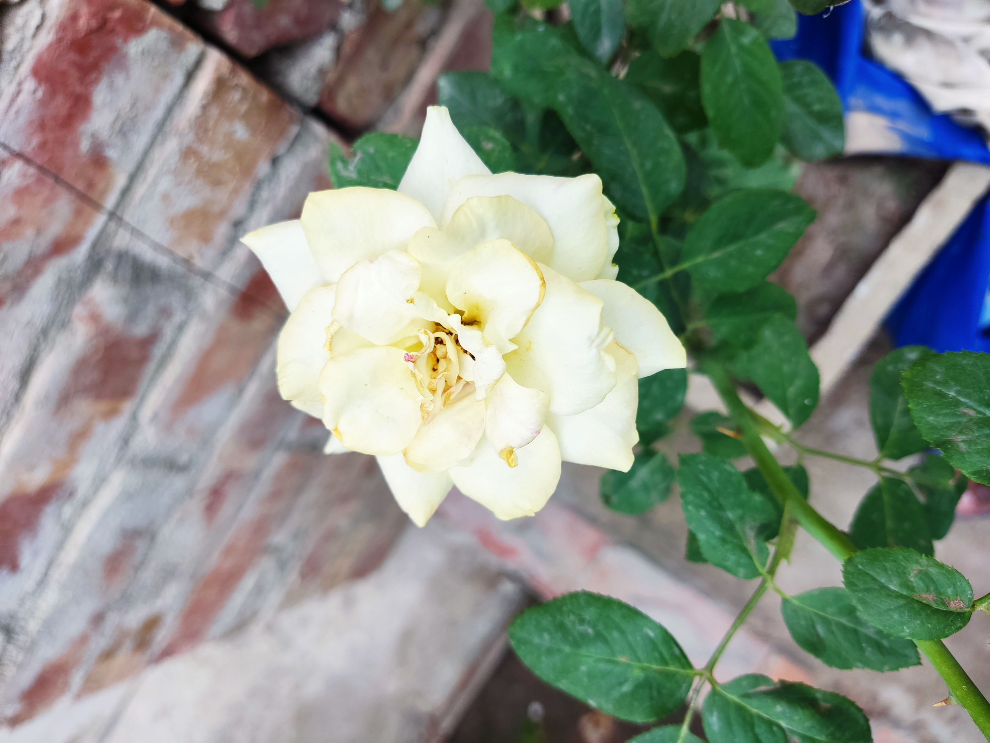 IMG_20210607_070028.jpg