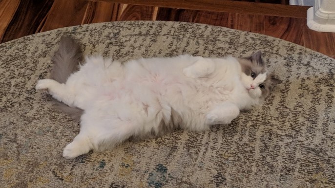 George-the-Cat.jpg